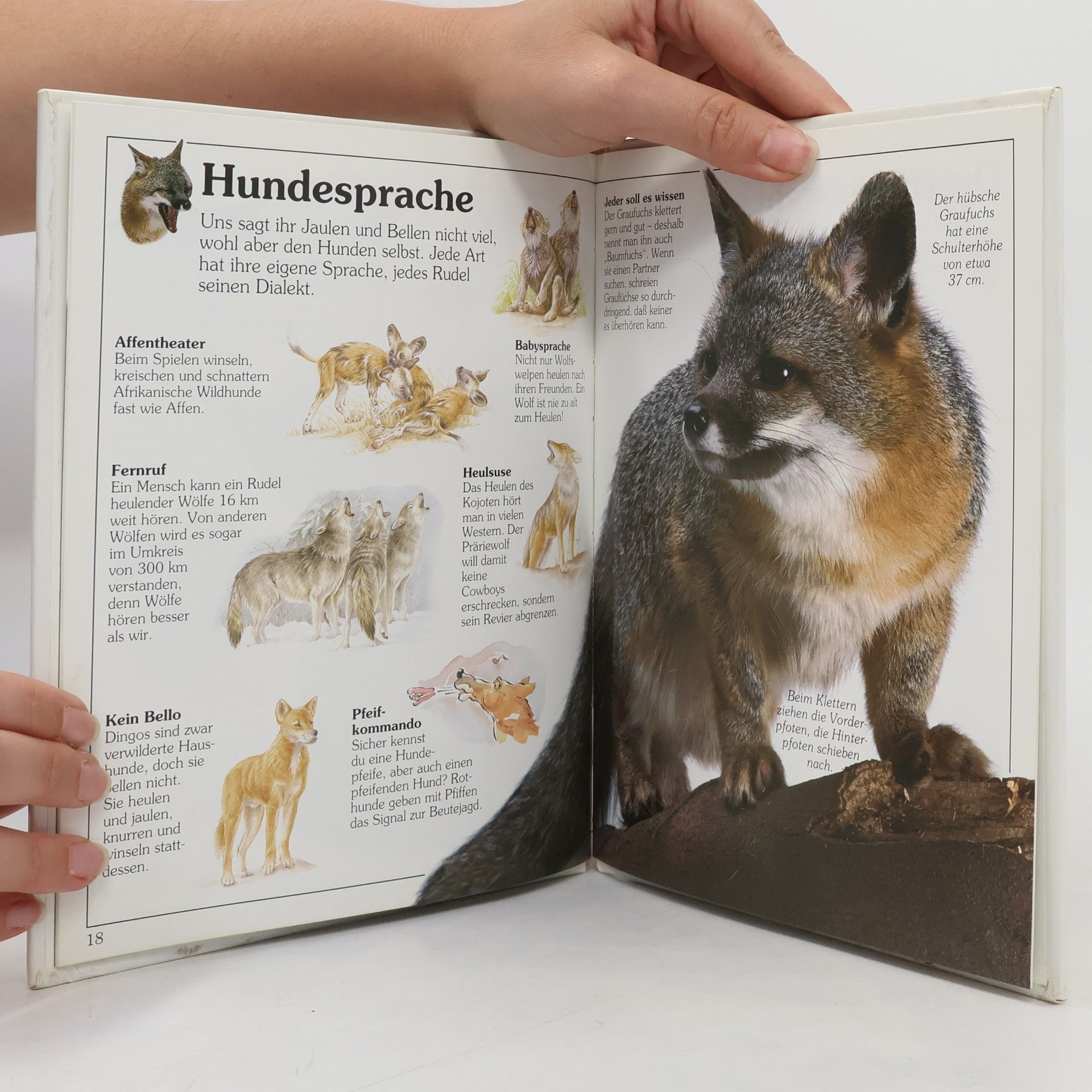 Mary Ling Sehen Staunen Wissen - Die Junior-Bibliothek: Wölfe & Füchse