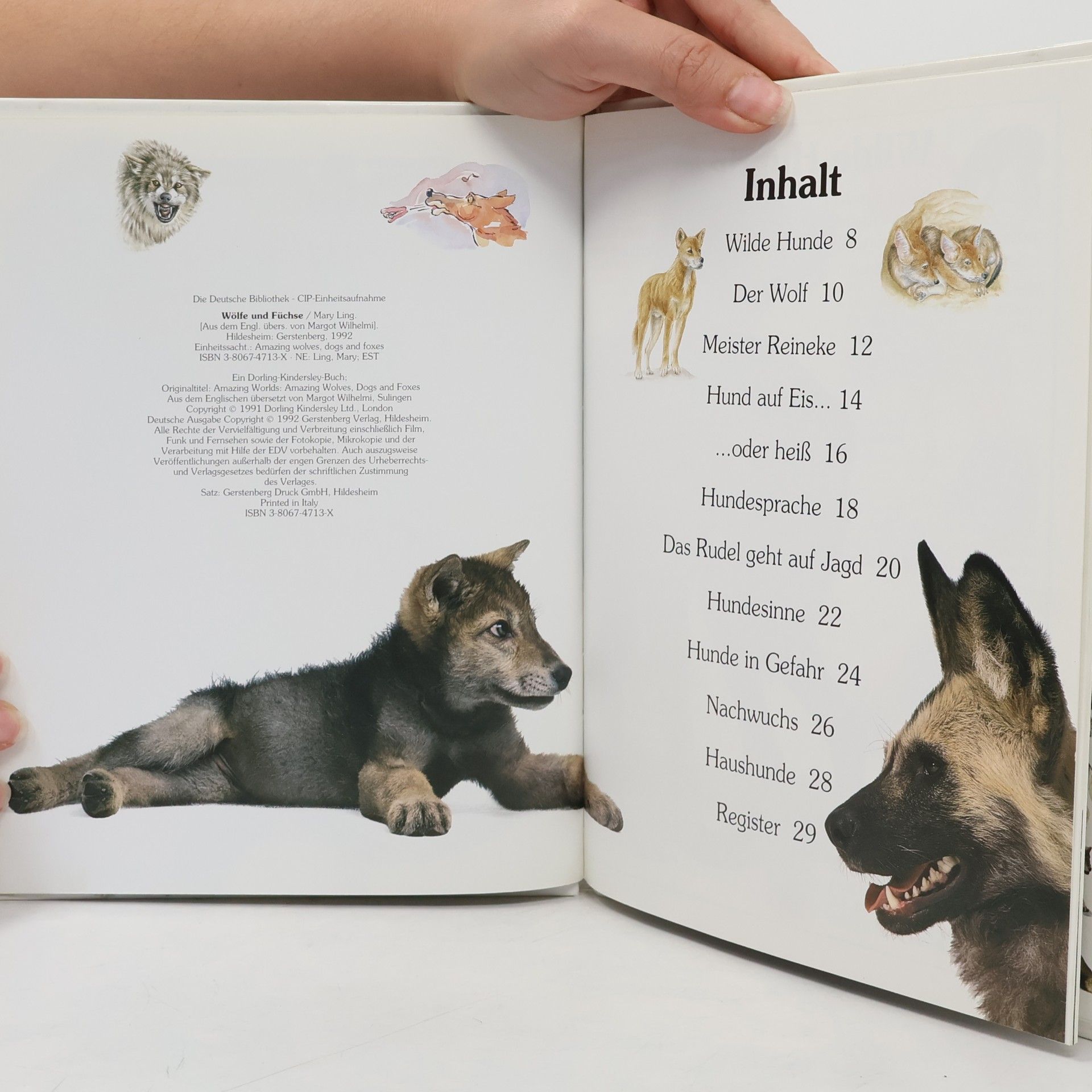 Mary Ling Sehen Staunen Wissen - Die Junior-Bibliothek: Wölfe & Füchse