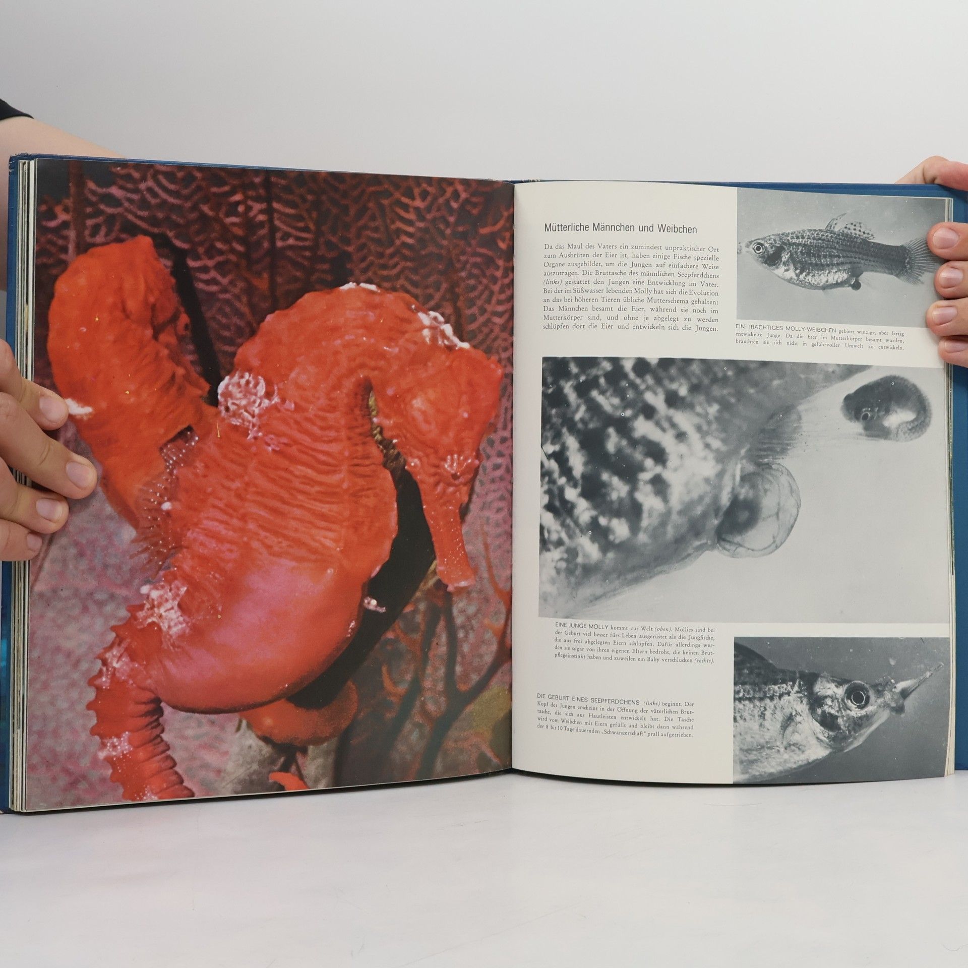 Kolektív autorov Die Fische