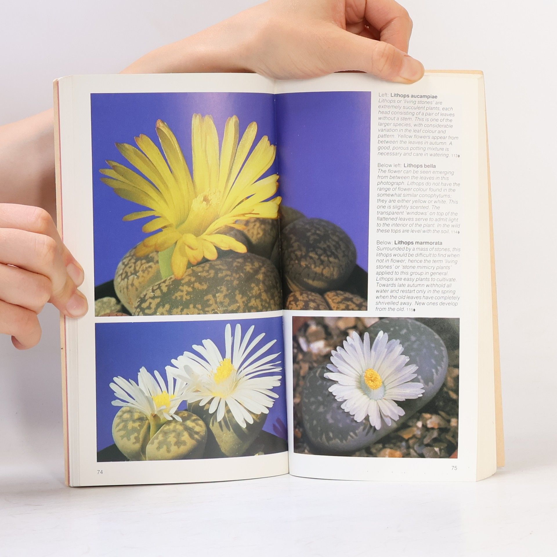 Peter Chapman The Gardener's Guide to Cacti and Succulents