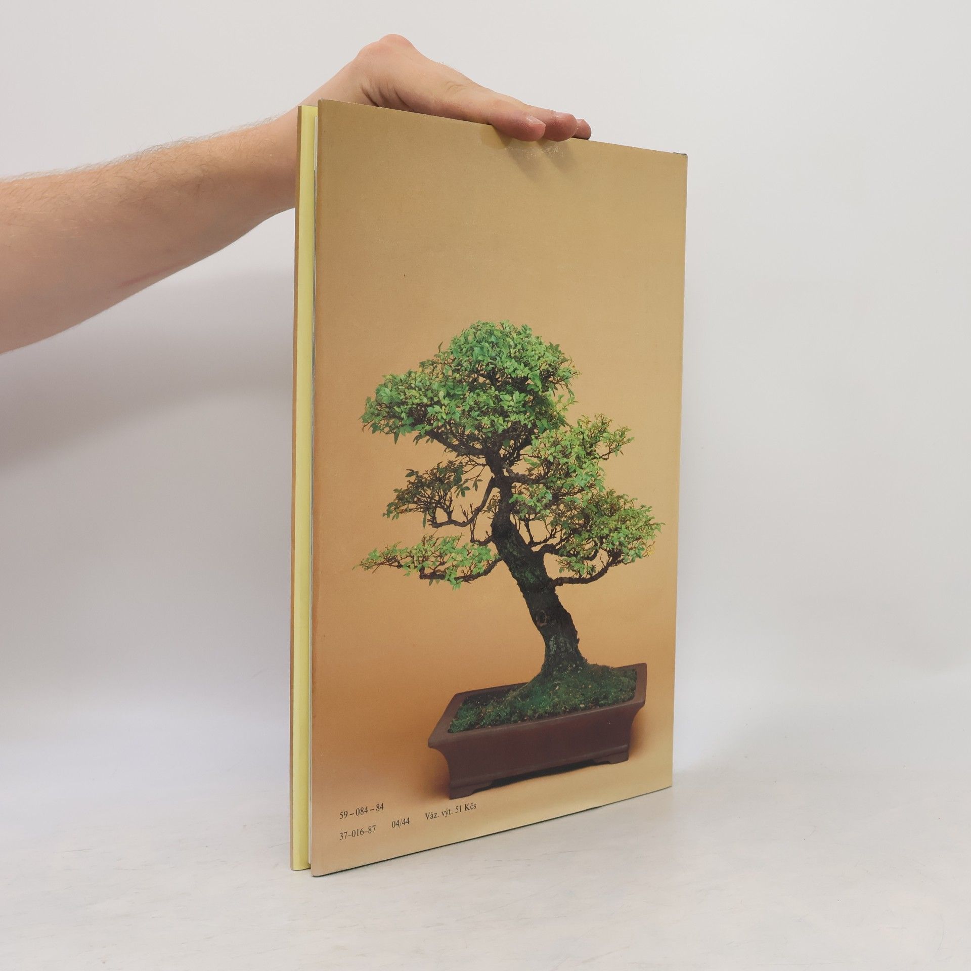 Christine Stewart Bonsai