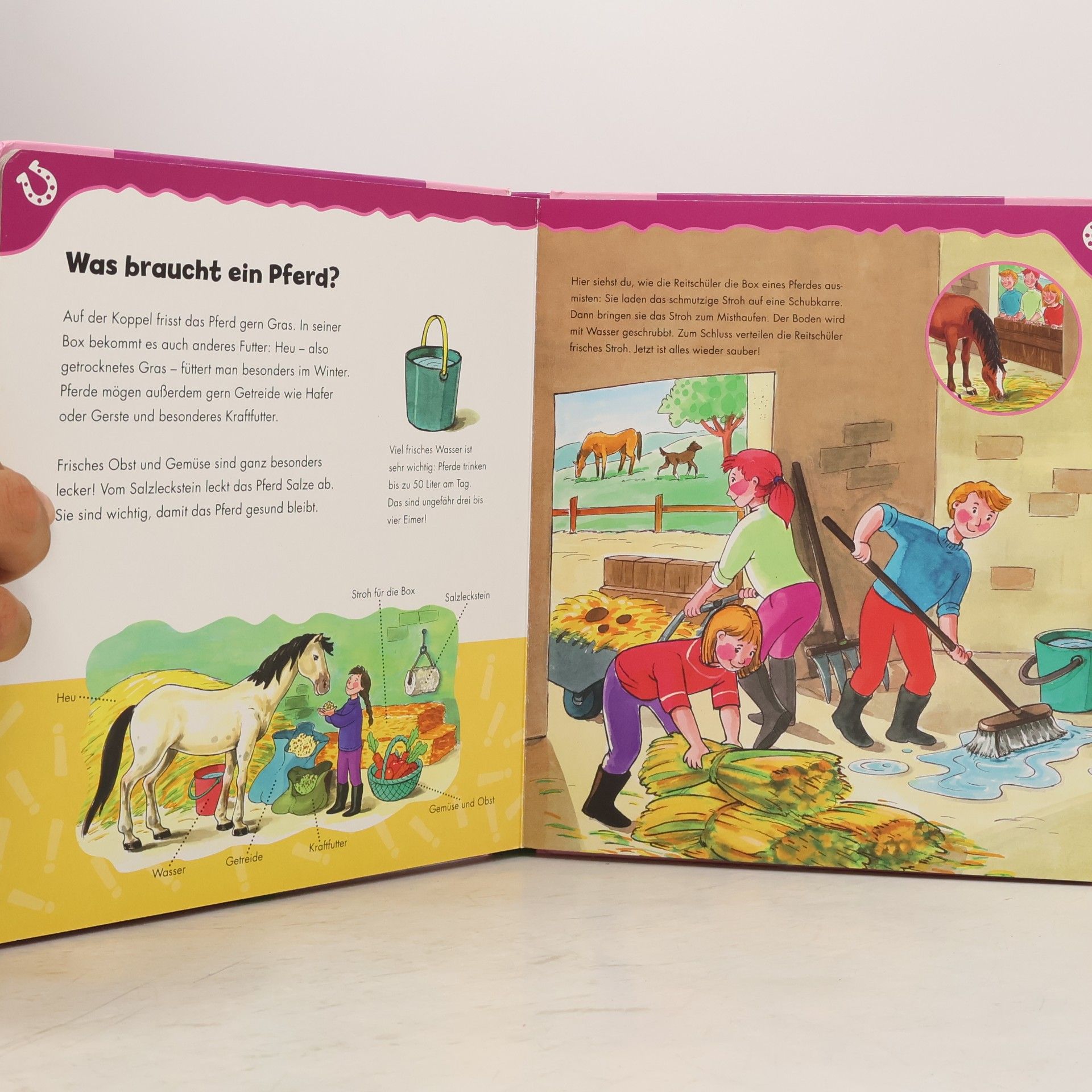 Lisa Maurer Pferde und Ponys