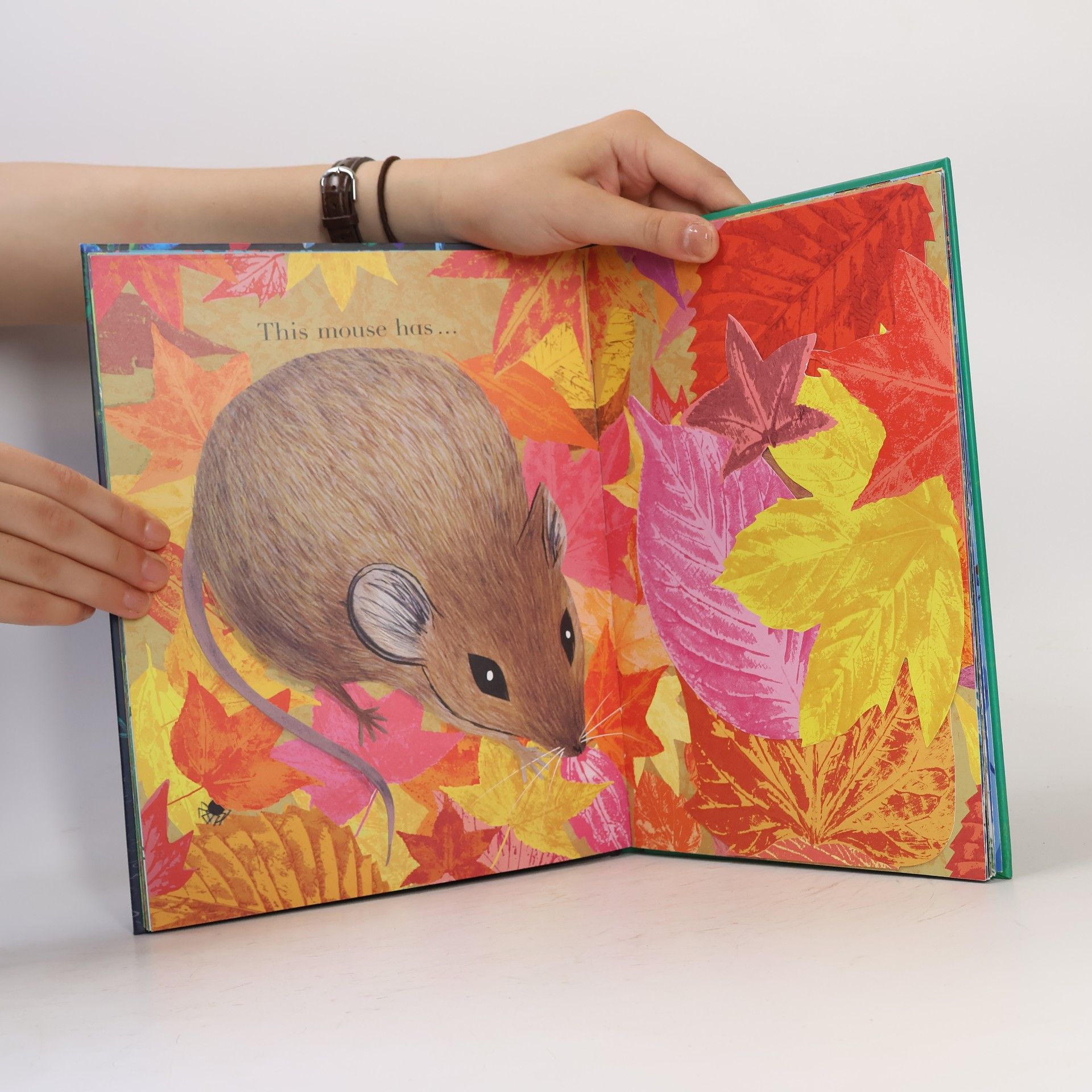 Julia Donaldson Counting Creatures