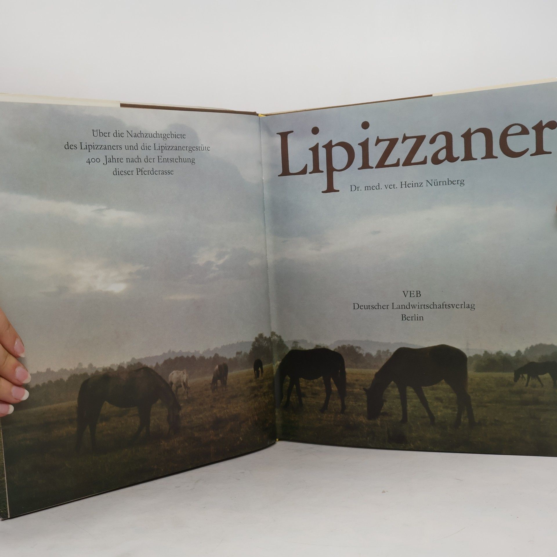 Heinz Nürnberg Lipizzaner