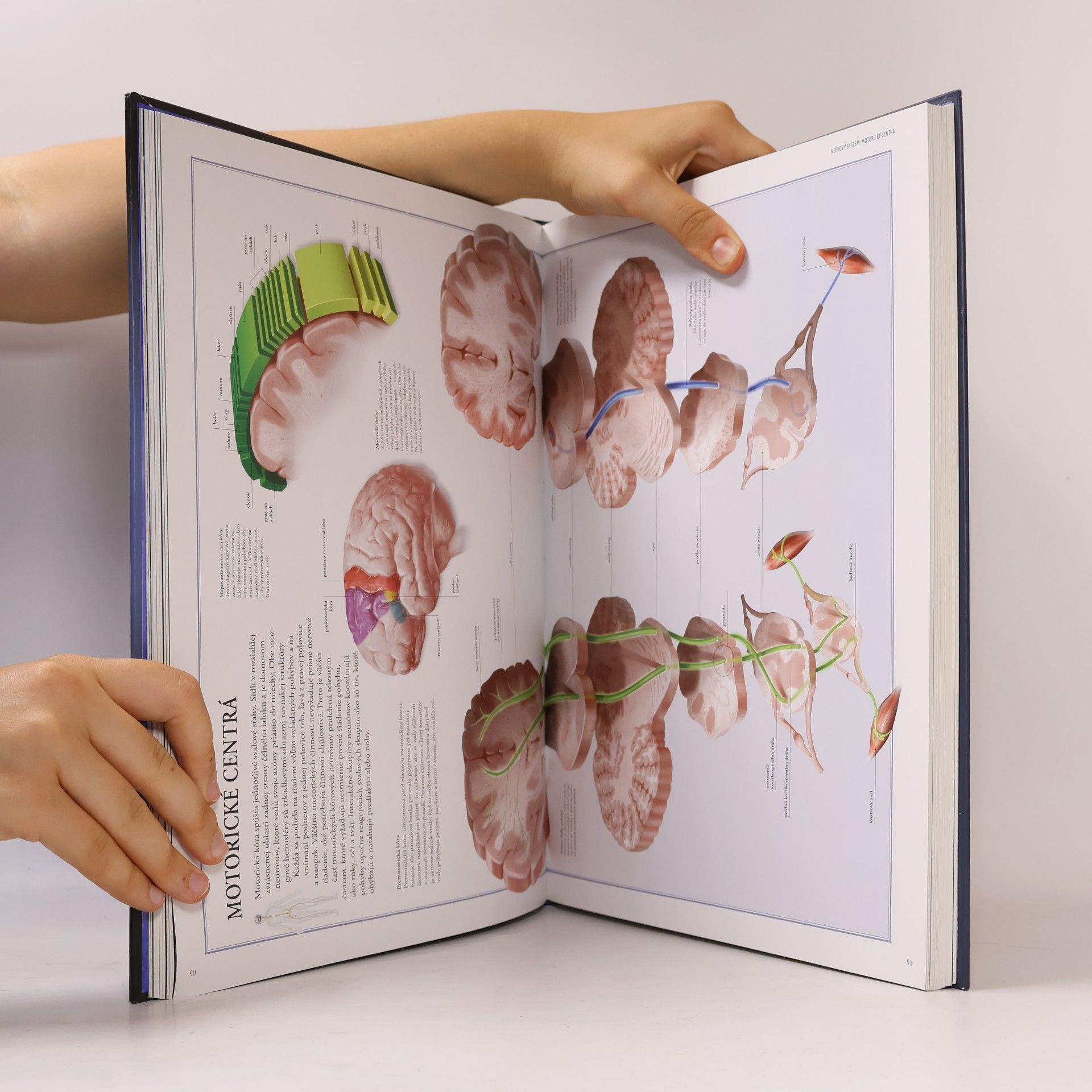 Beverly McMillan Veľký ilustrovaný atlas ľudského tela