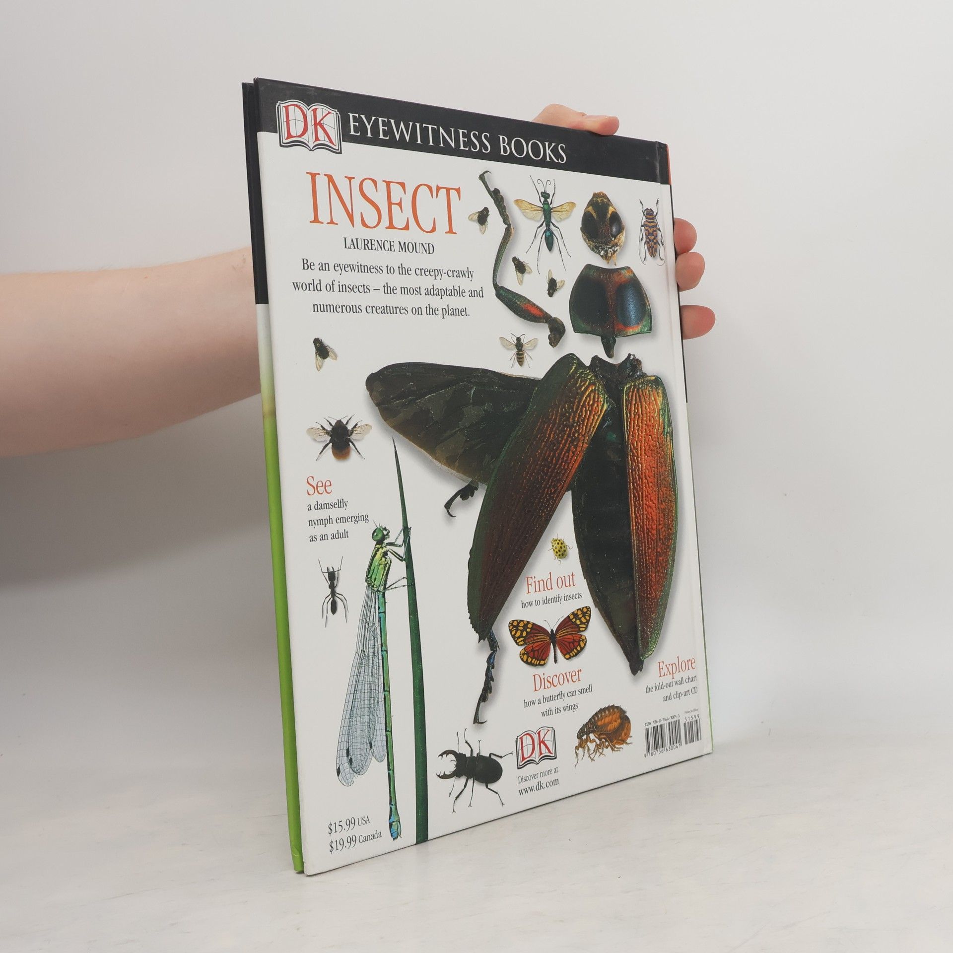 Laurence Mound Insect