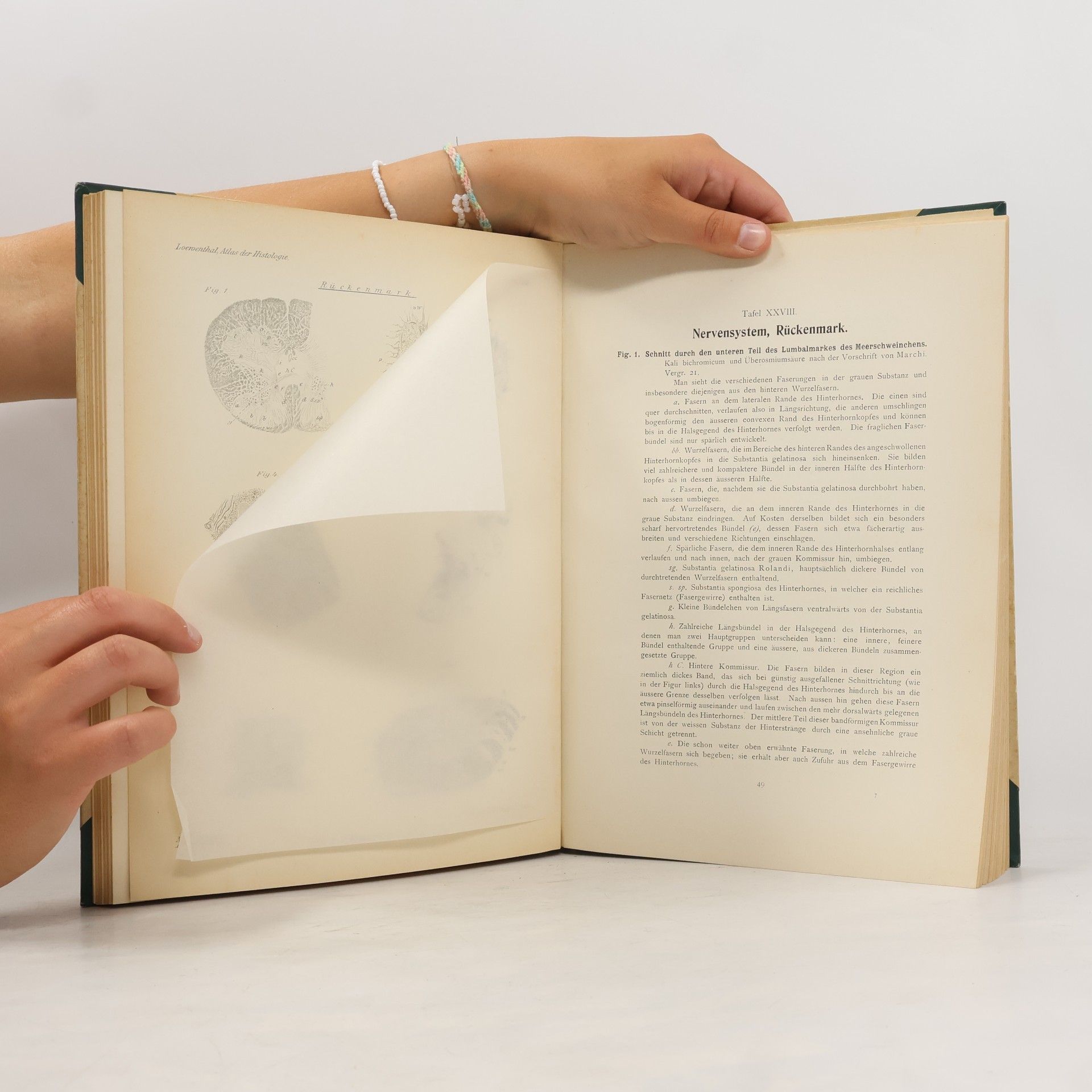 N. Loewenthal Atlas der Histoligie der Wirbeltiere nebst erläuterndem Texte