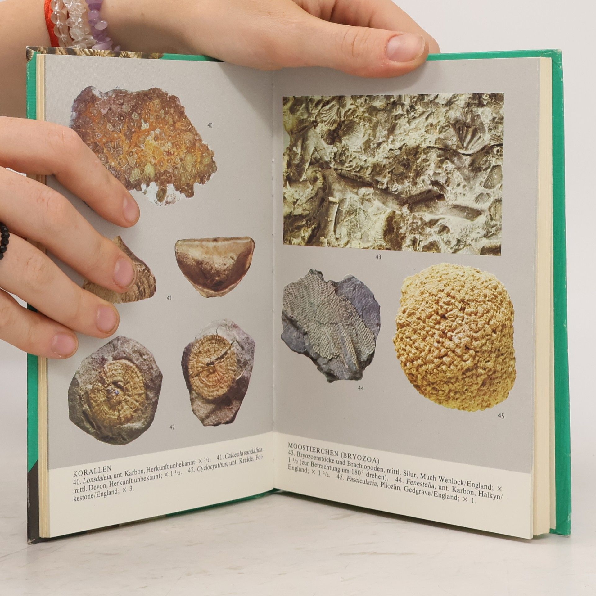 John F. Kirkaldy Fossilien in Farben