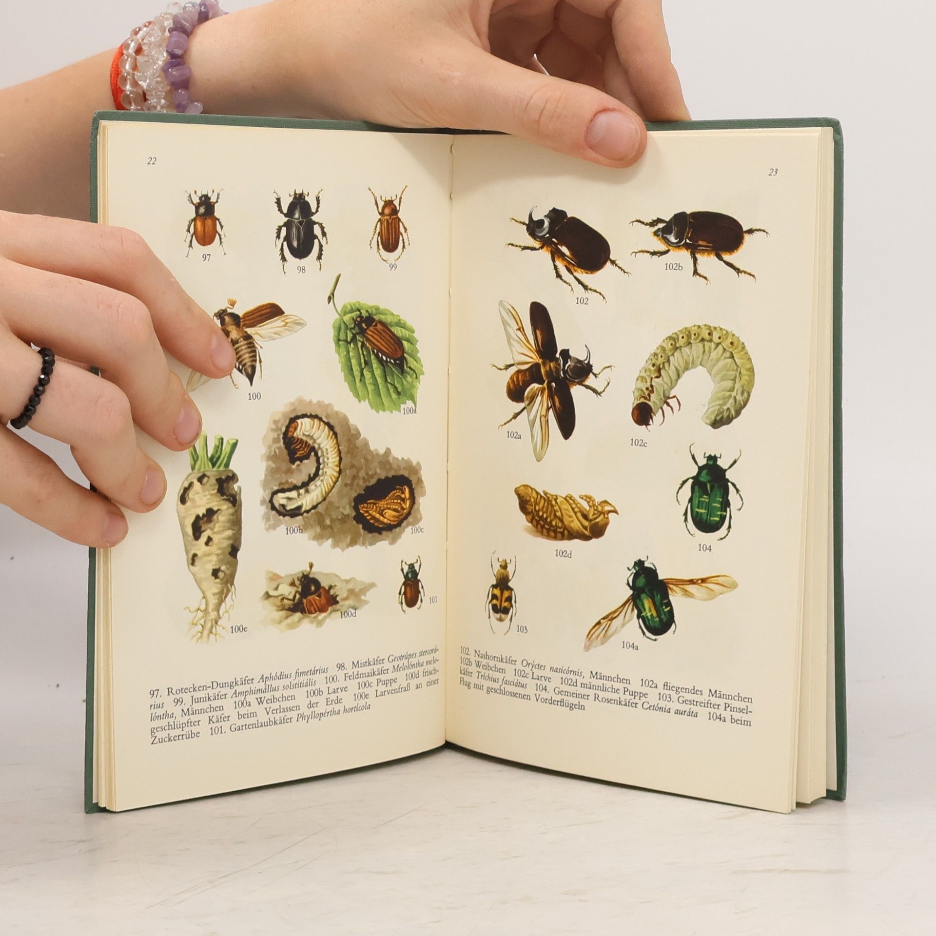 Heinz Schröder Insekten in Farben