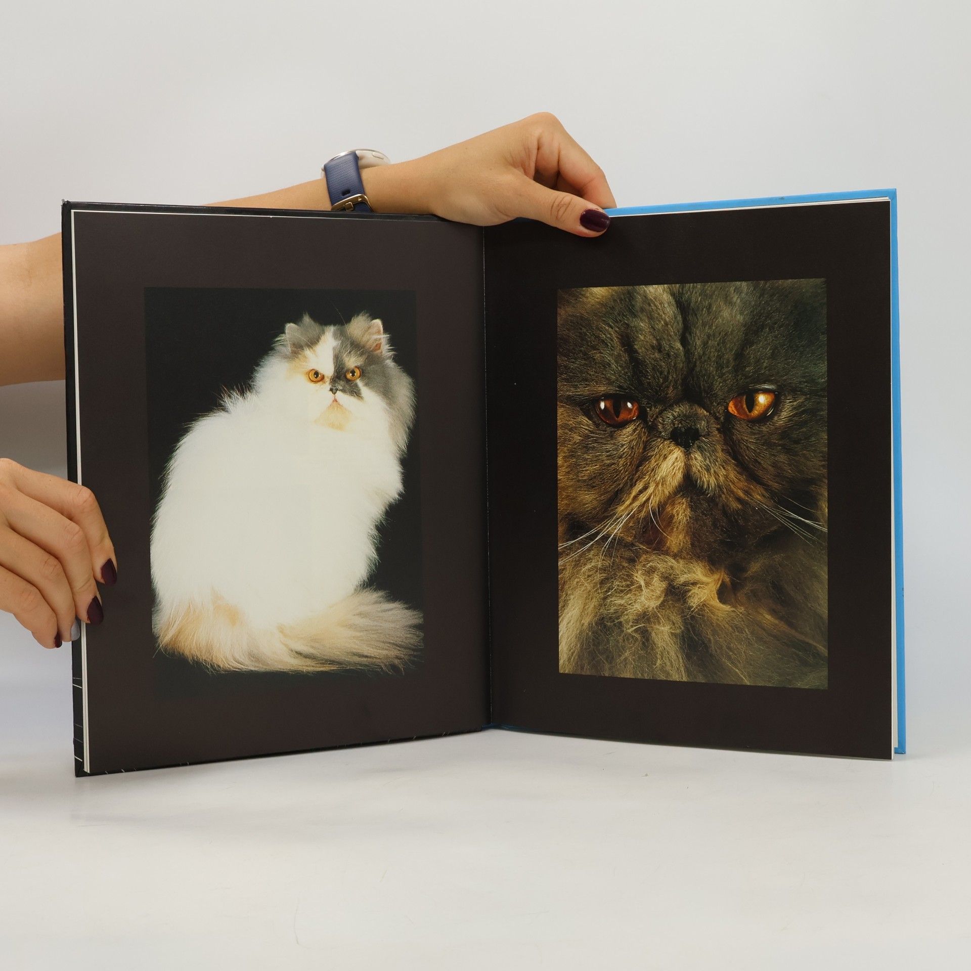 Various authors Katzen. Die verschiedenen Rassen. Ihre charakteristischen Merkmale. Haltung und Pflege.