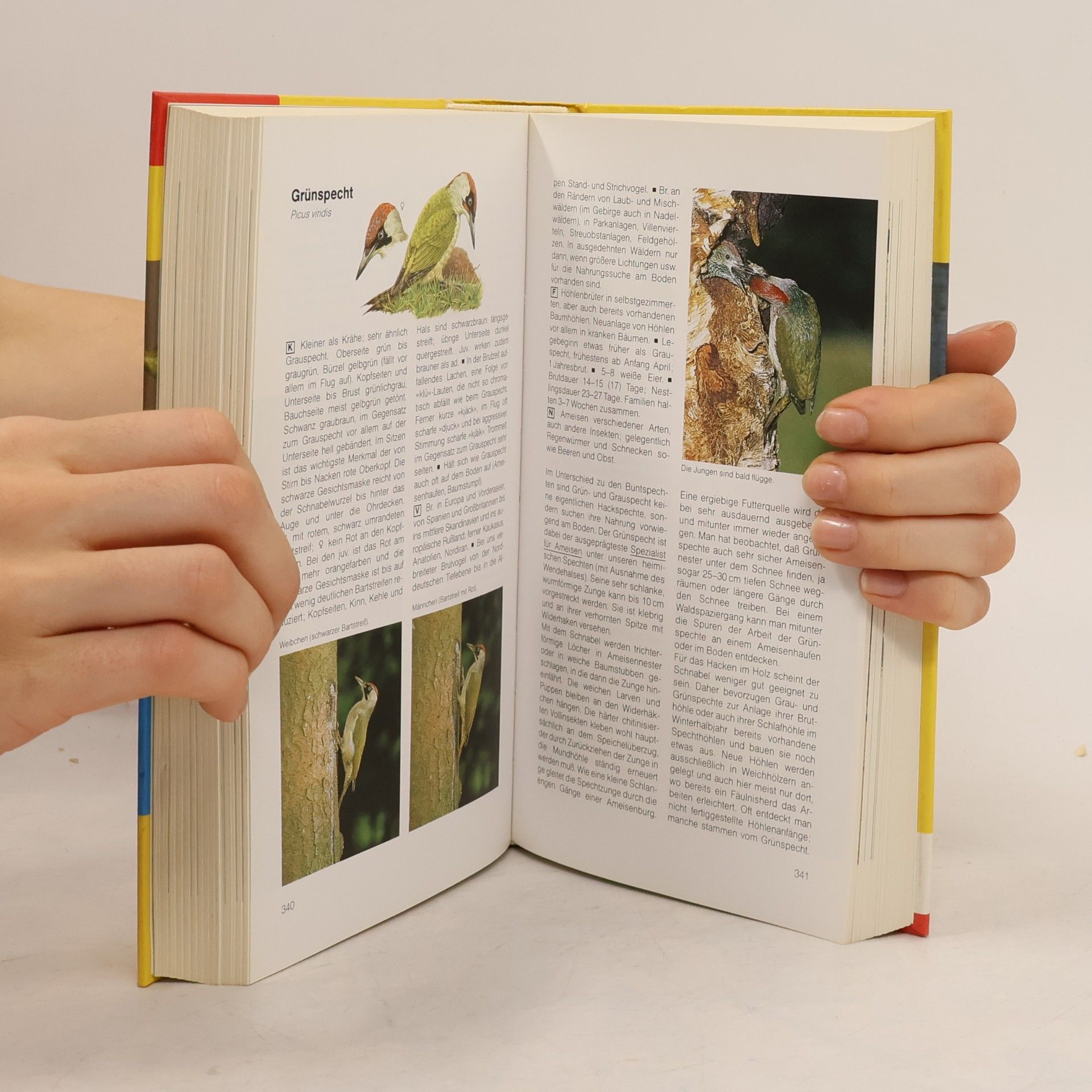 Einhard Bezzel BLV-Handbuch Vögel