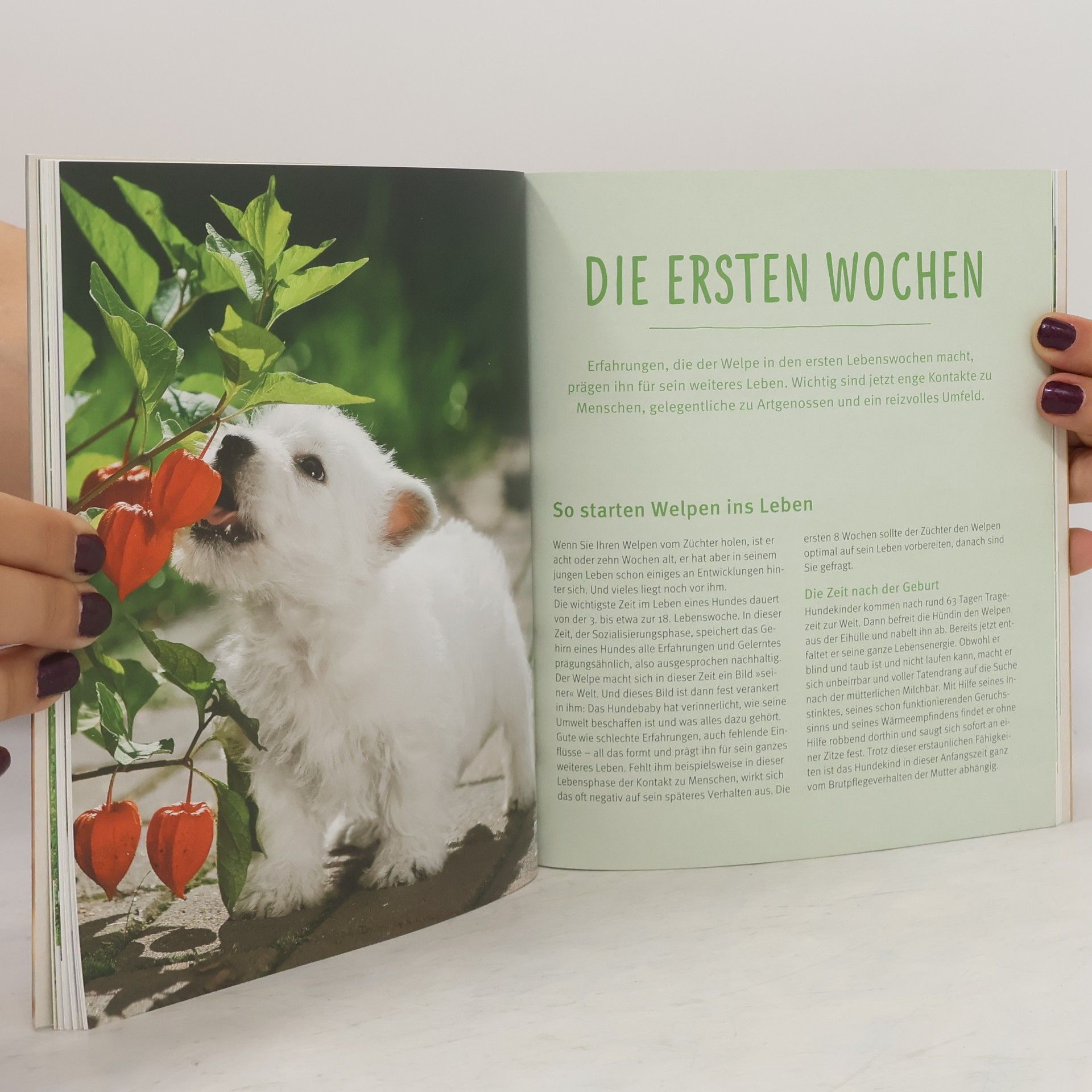 Katharina Schleg Kofler Unser Welpe
