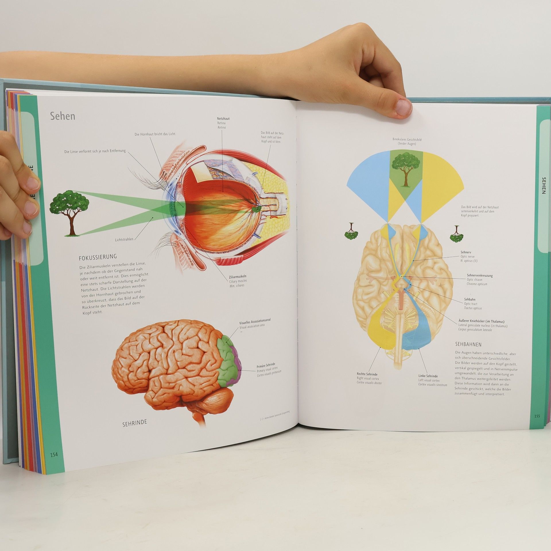 Ken Ashwell Die Anatomie des menschlichen Körpers