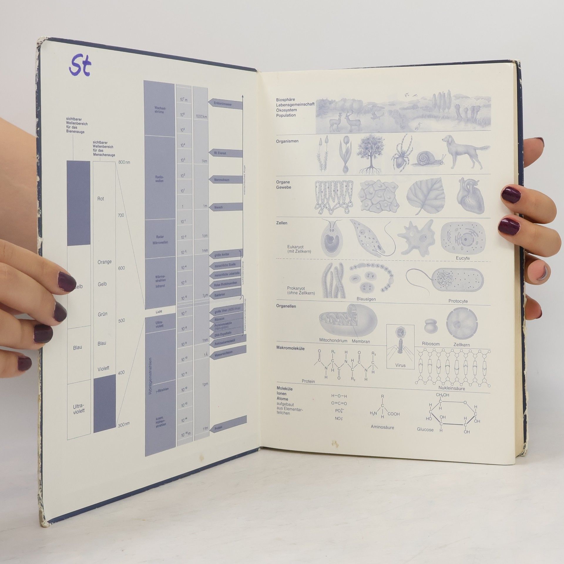 Biologie - Lehrbuch für die Oberstufe