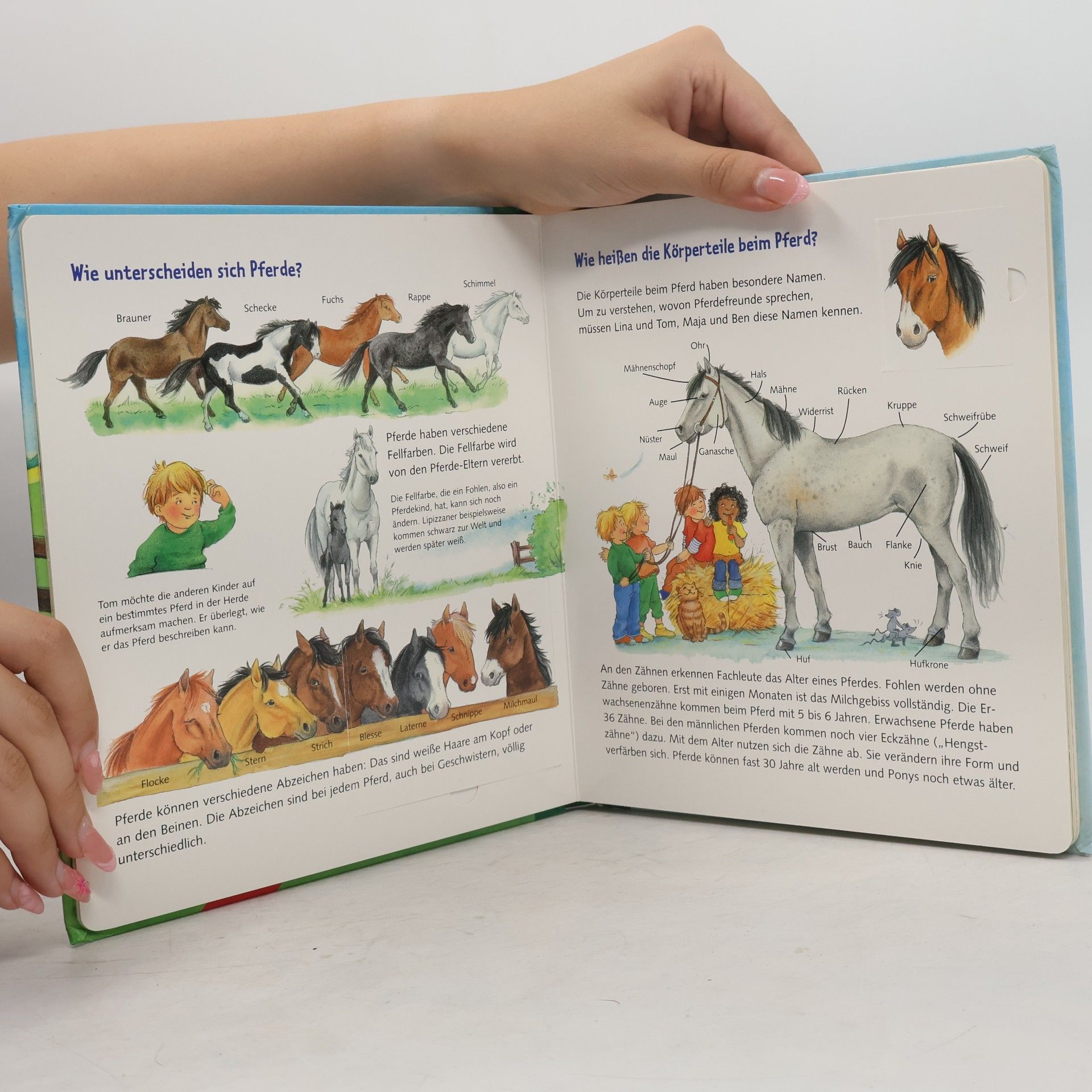 Barbara Wernsing Pferde und Ponys