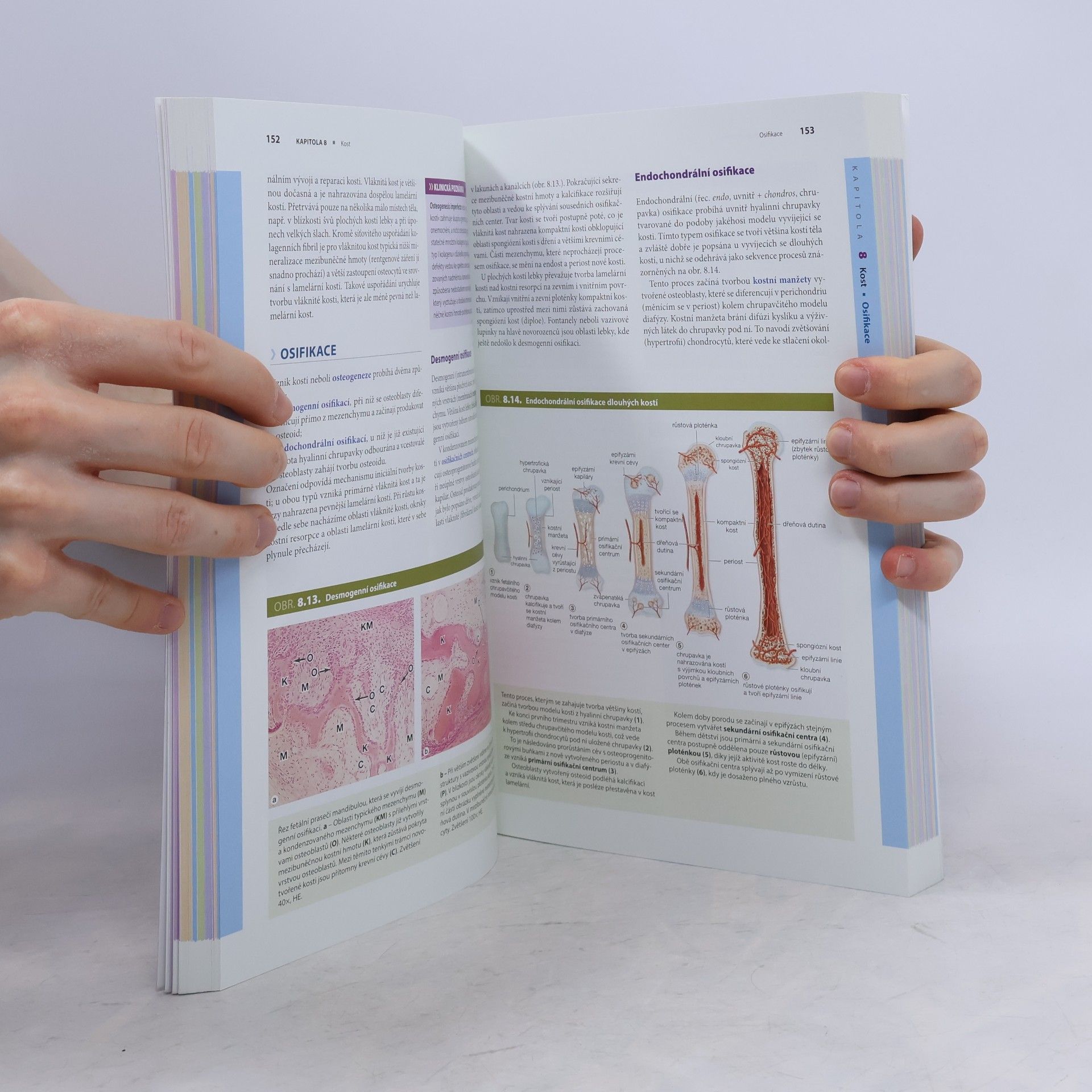 Anthony L. Mescher Junqueirovy základy histologie