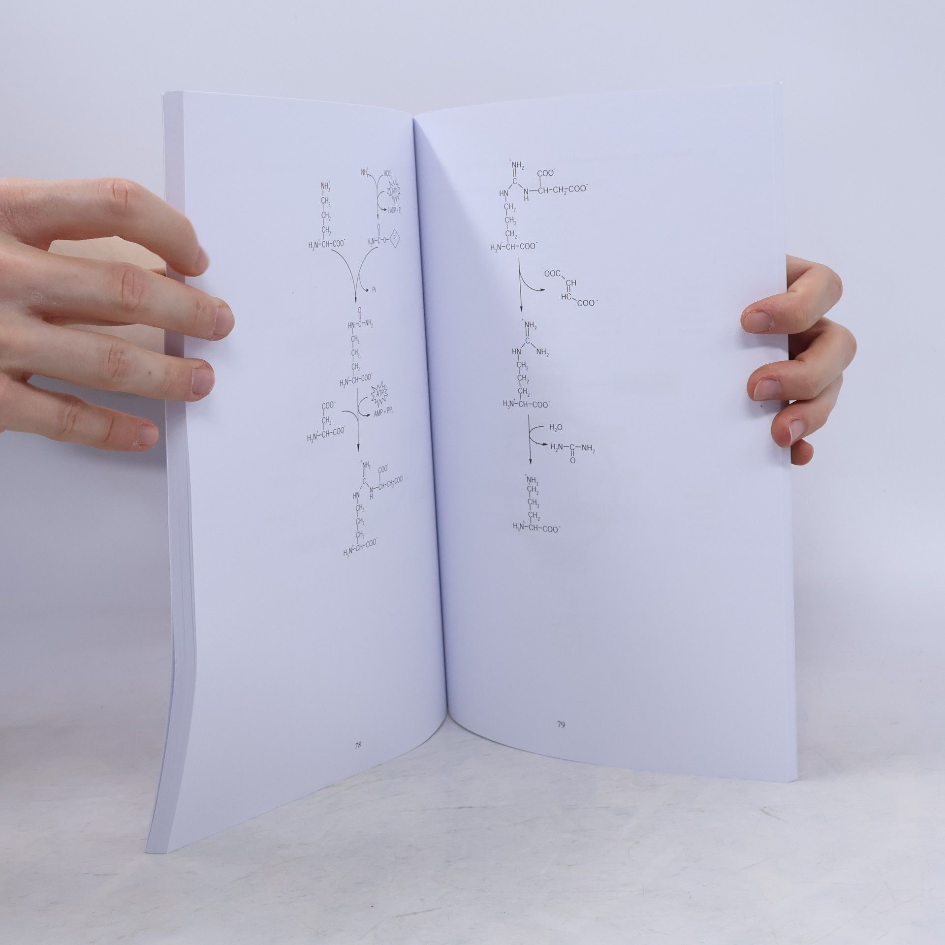 Lenka Skálová Učební texty Univerzity Karlovy: Základní biochemické dráhy v buňce