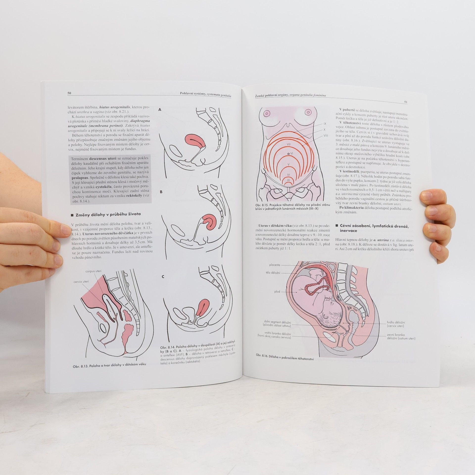Ondřej Naňka Základy anatomie. 3b., Močopohlavní a endokrinní systém