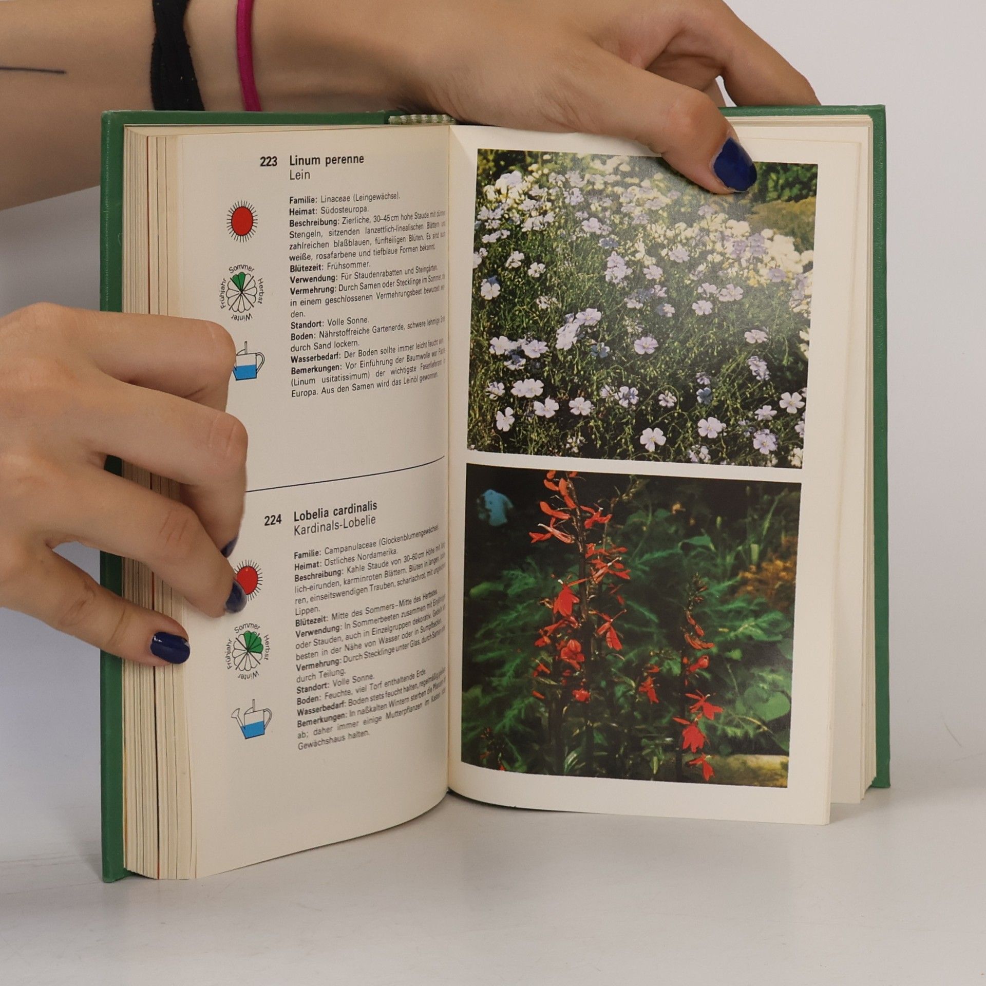 Dieter Vogellehner Das praktische Pflanzen- und Blumenbuch in Farbe