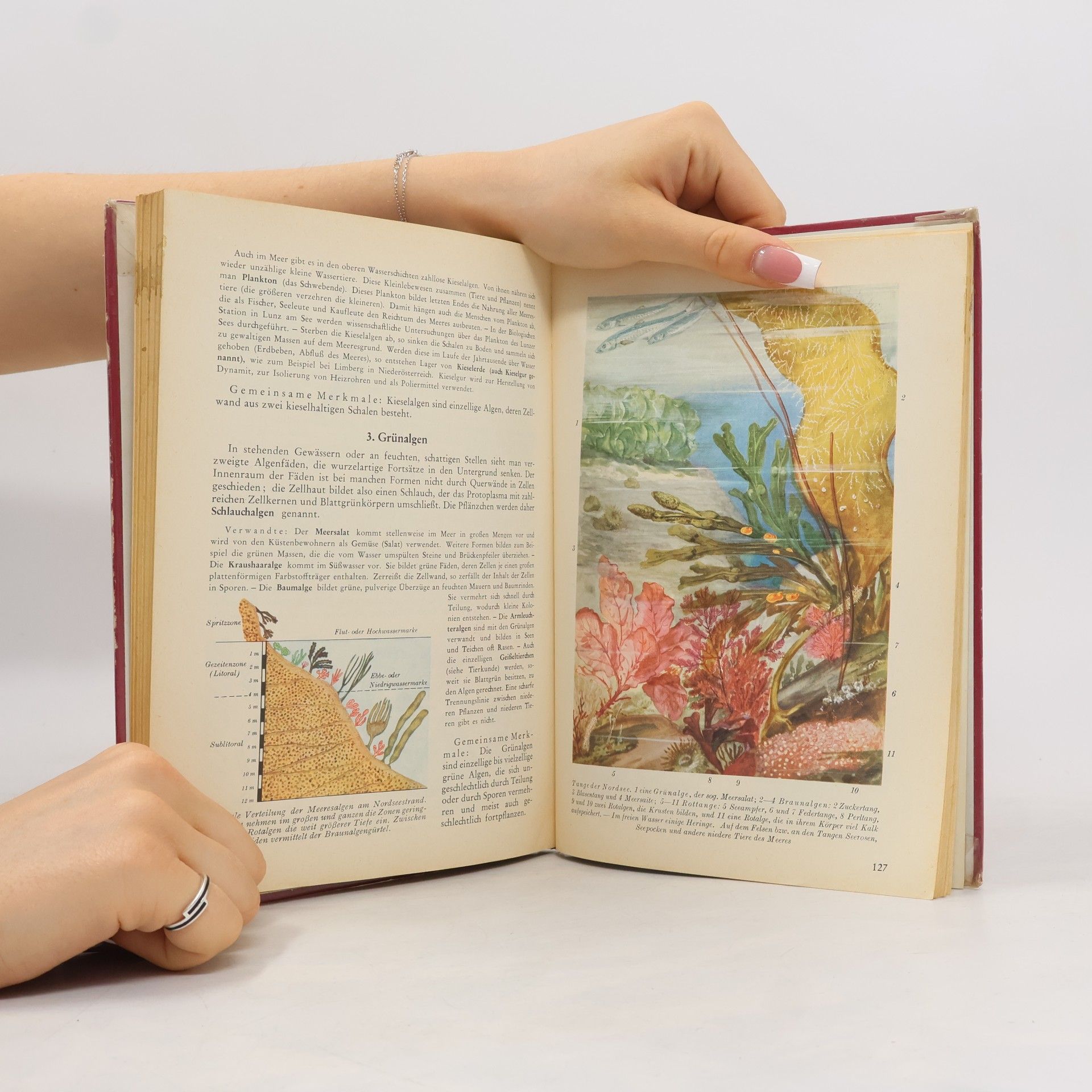 Autorenkollektiv Schmeil Naturgeschichte Band III