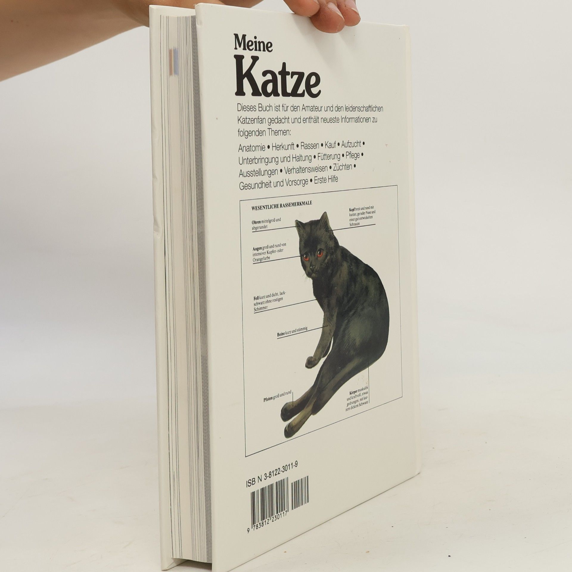 David Conrad Taylor Meine Katze