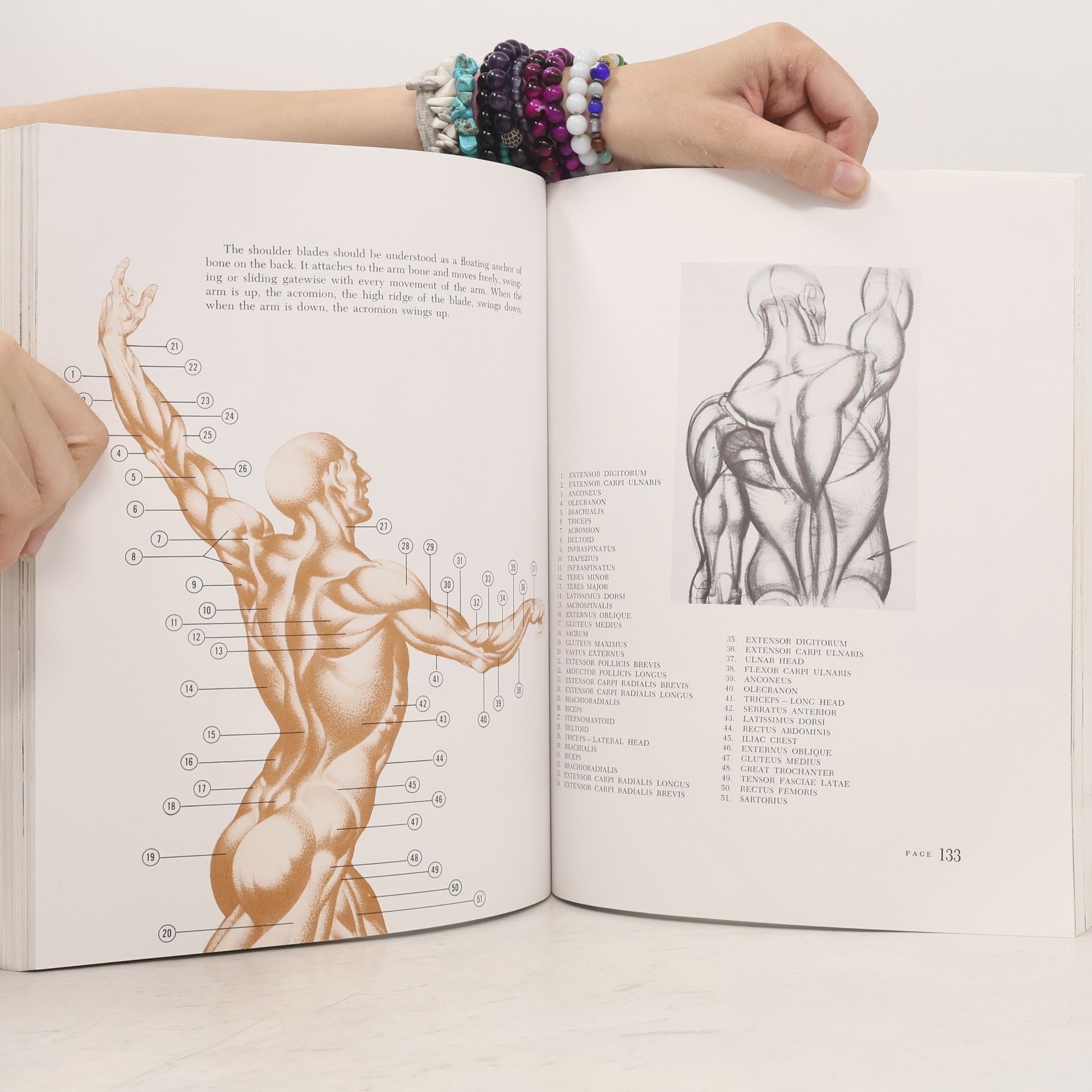 Burne Hogarth Dynamic Anatomy