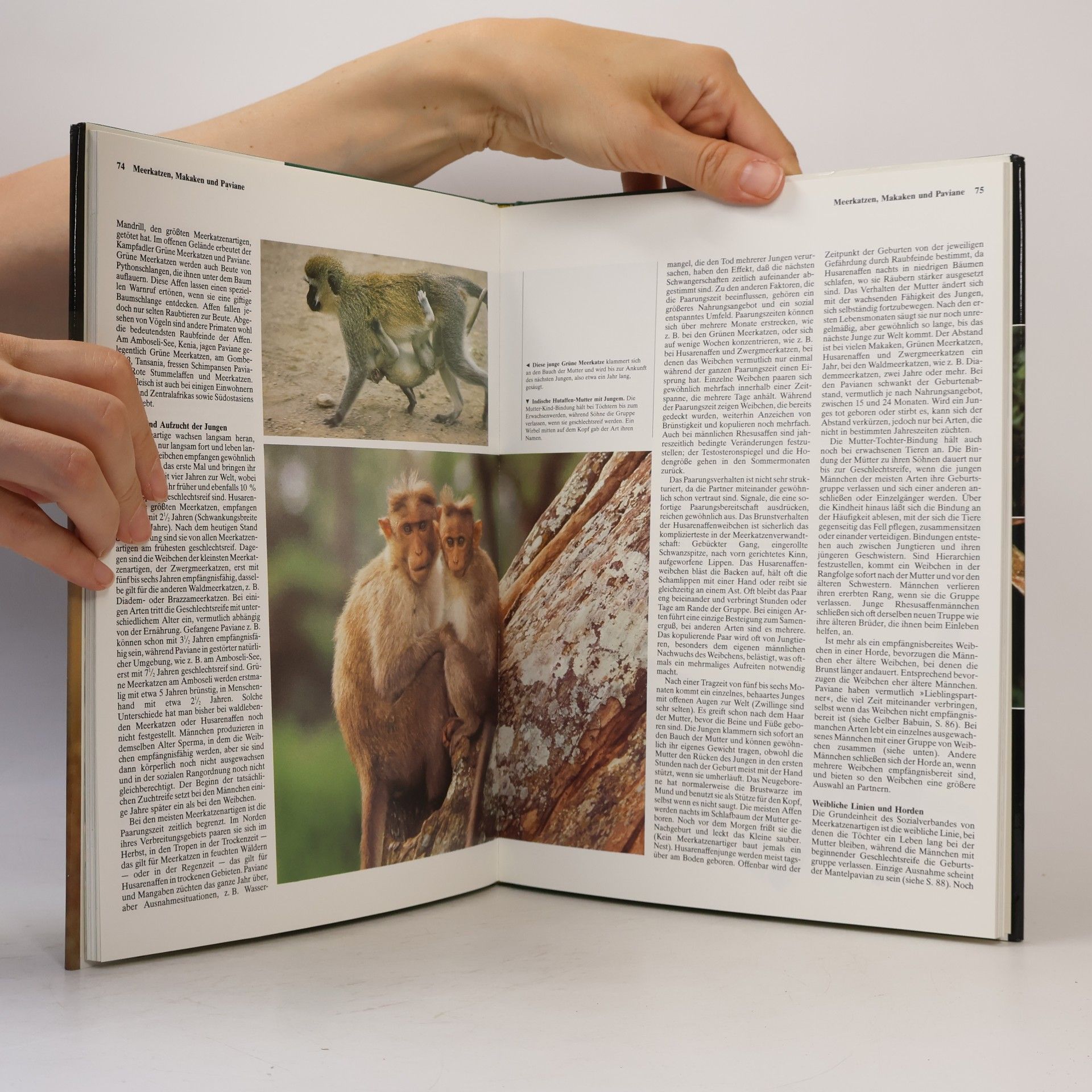 Autorenkollektiv Die Tiere unserer Welt 3. Primaten