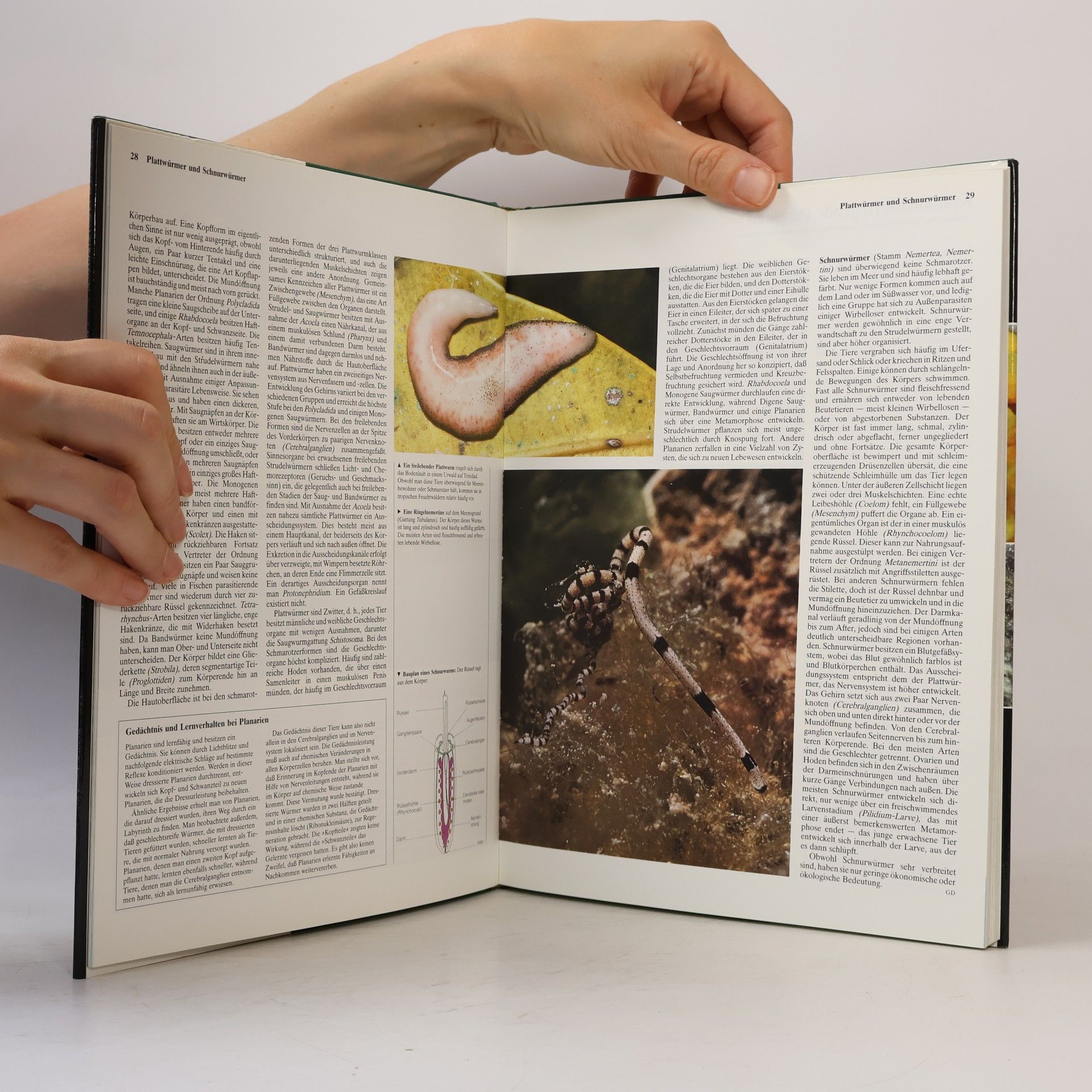 Various authors Die Tiere unserer Welt Band 10. Insekten und andere Wirbellose