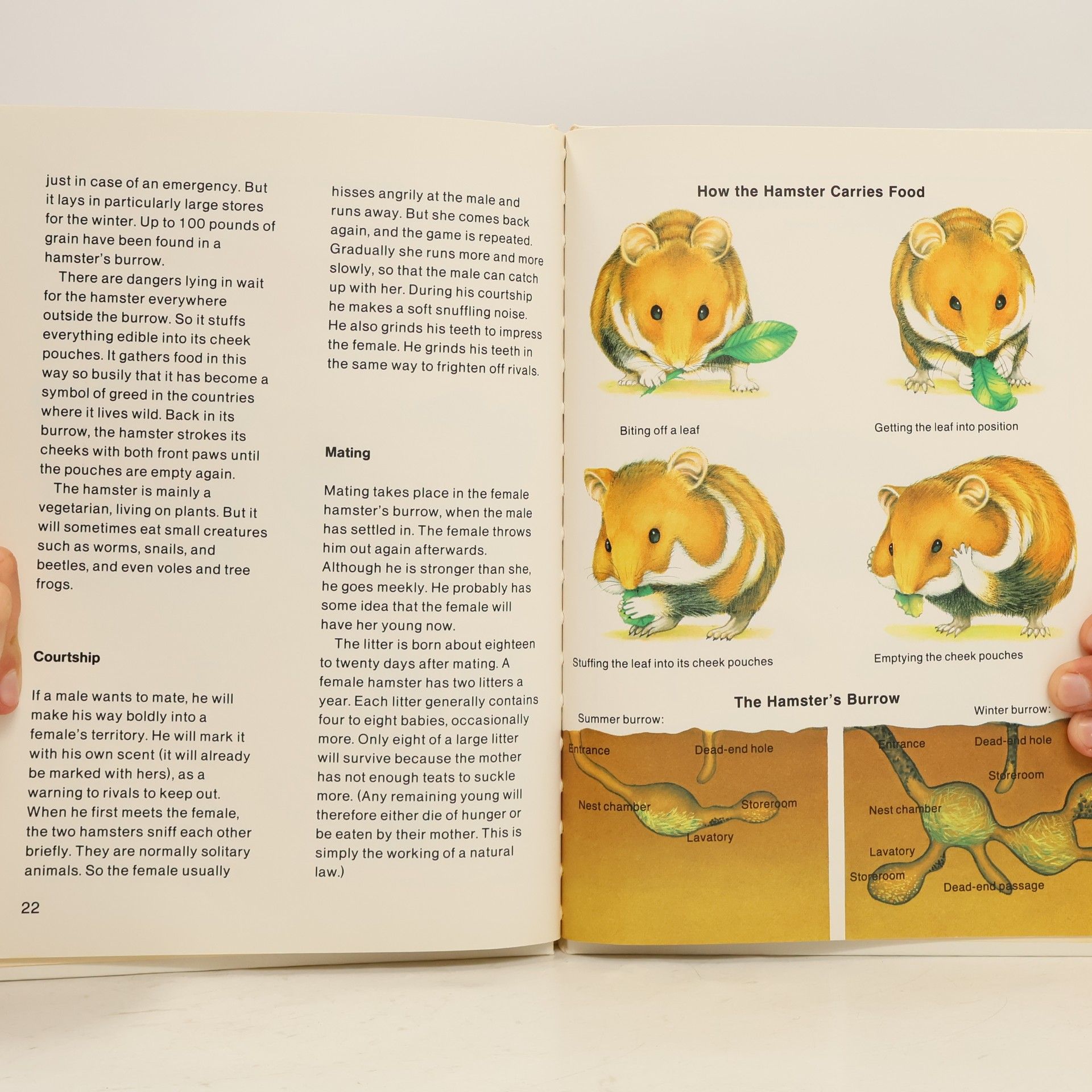 Jan Feder The life of a hamster