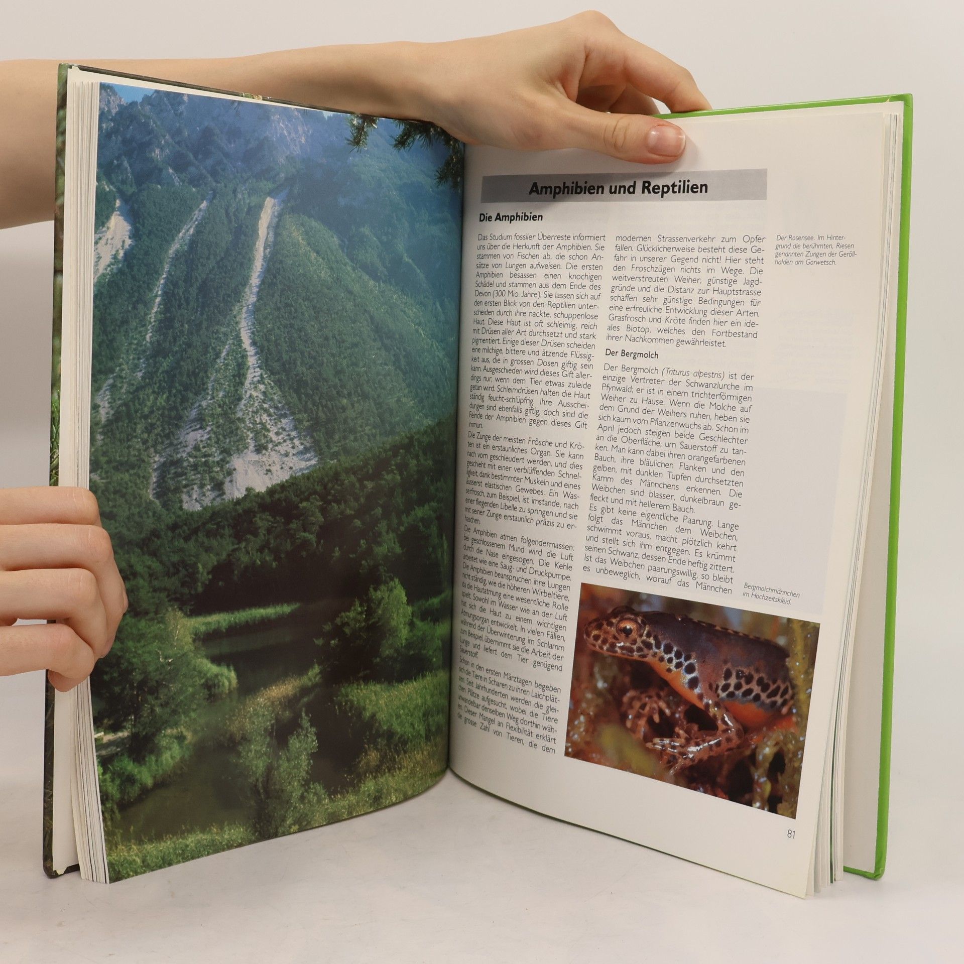 Autorenkollektiv Natur entdecken im Pfynwald