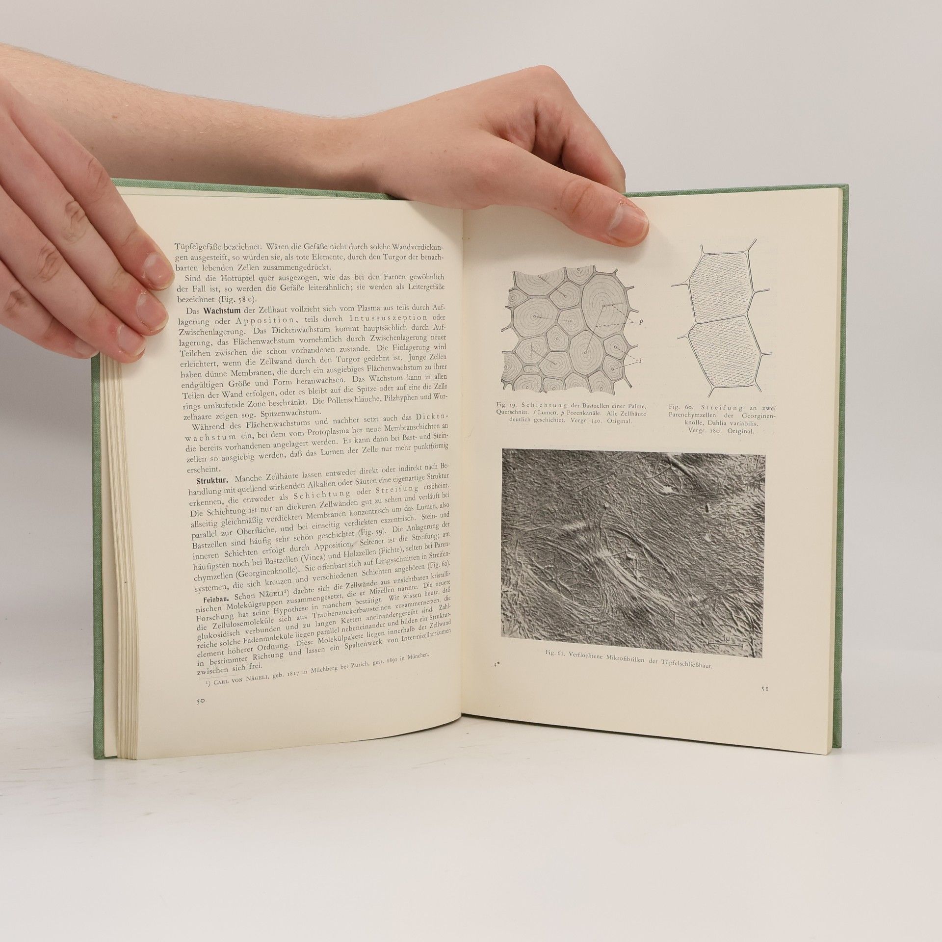 Hans Molisch Anatomie der Pflanze