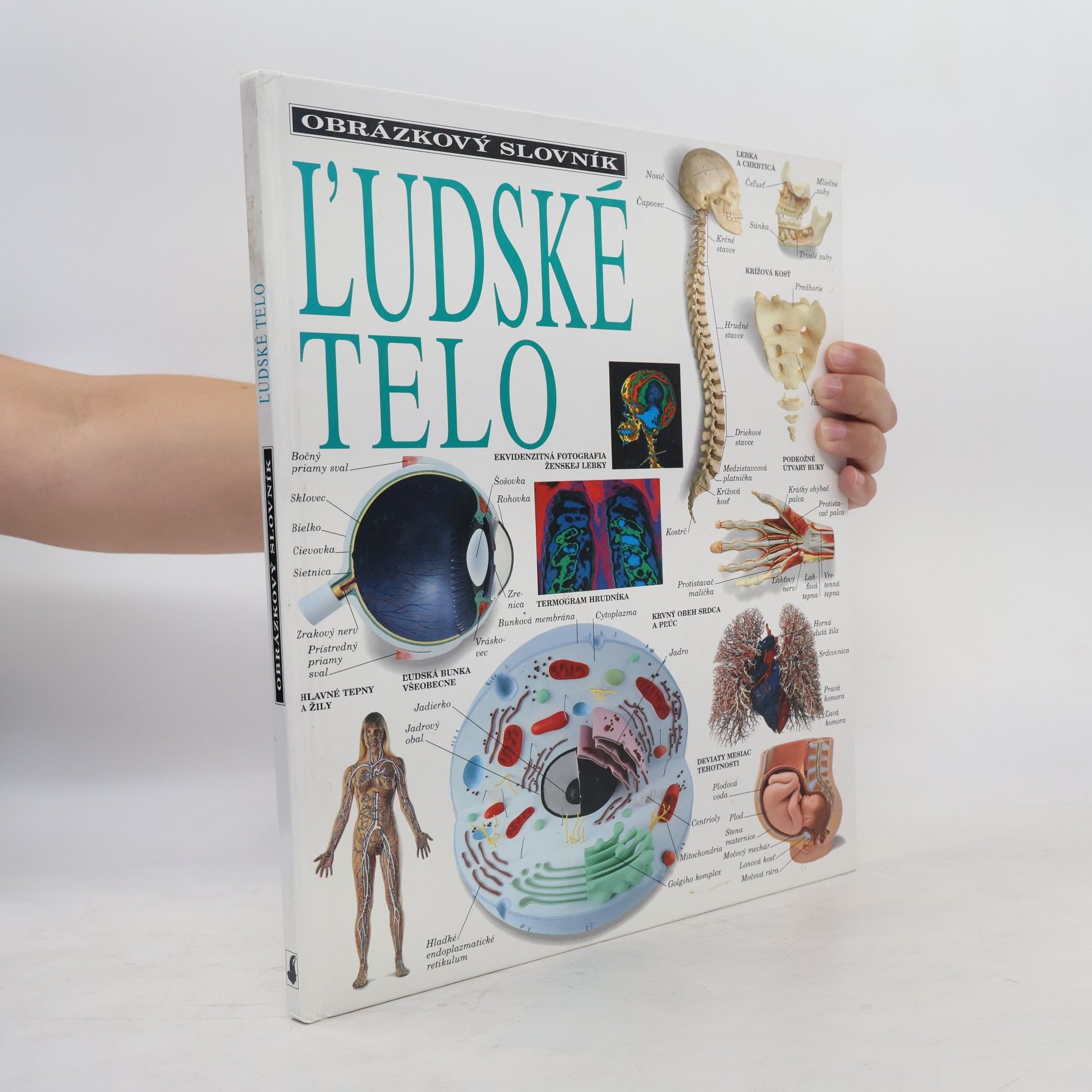 Autorenkollektiv Ľudské telo