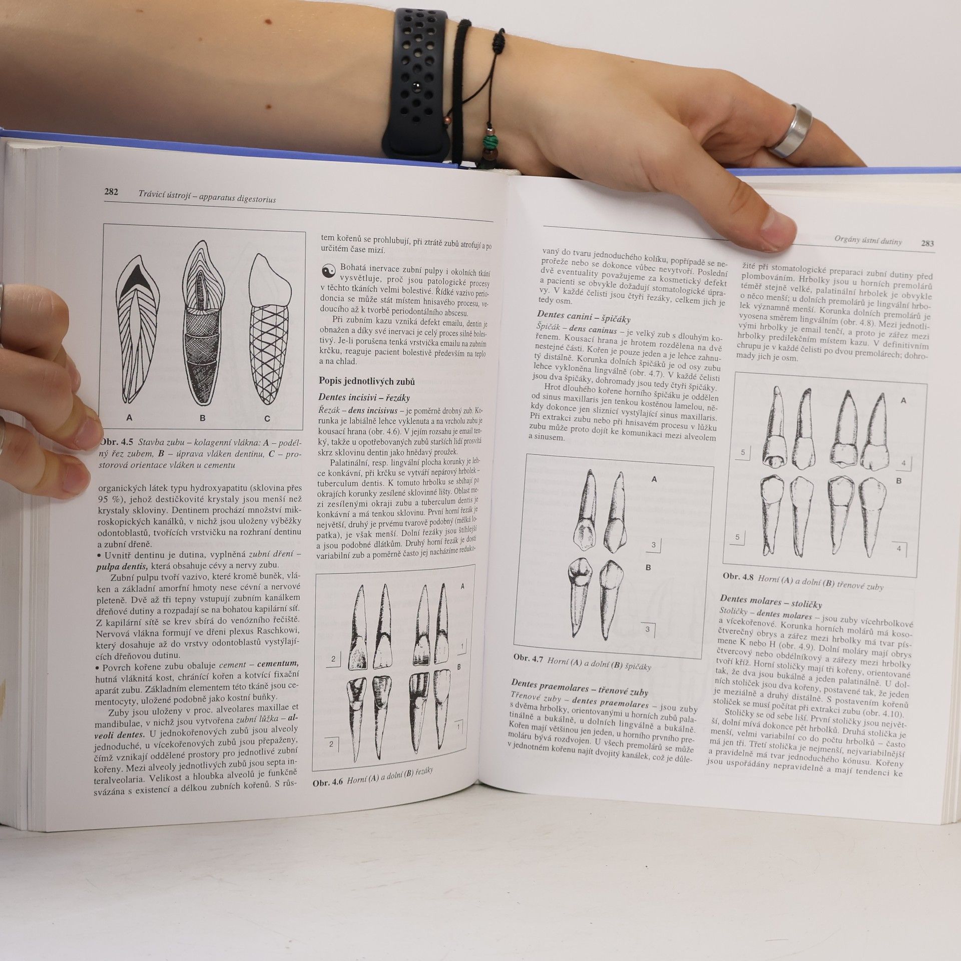Ivan Dylevský Funkční anatomie člověka