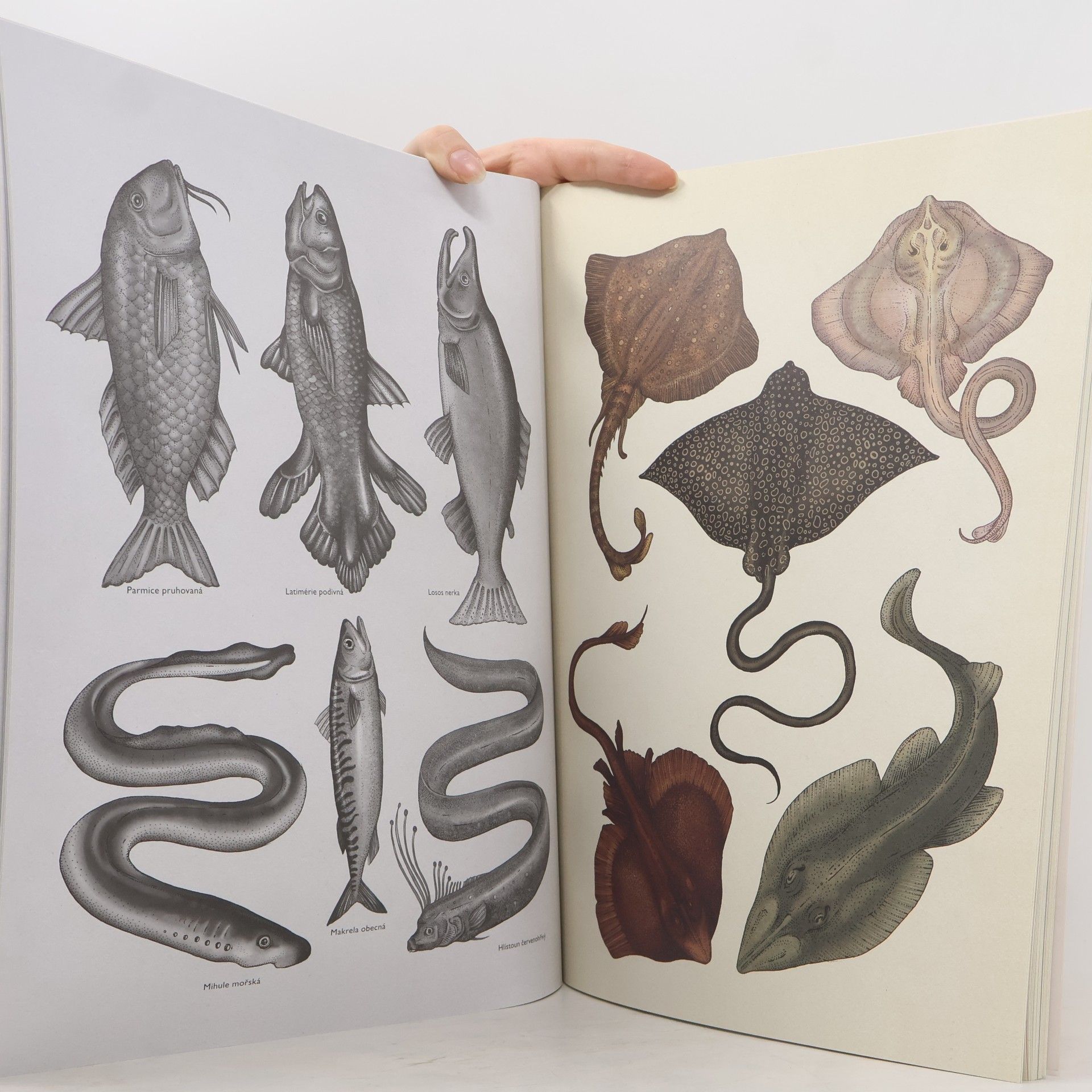 Jenny Broom Animalium. Kniha plakátů