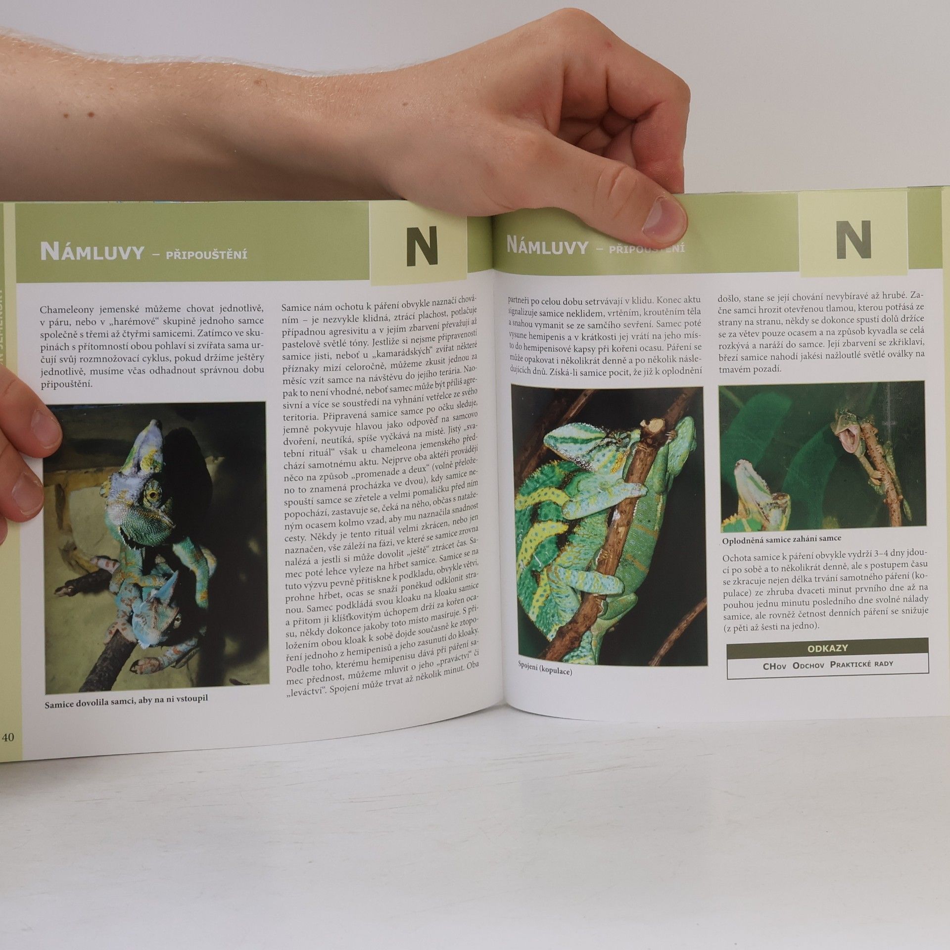 Nataša Velenská Chameleon jemenský