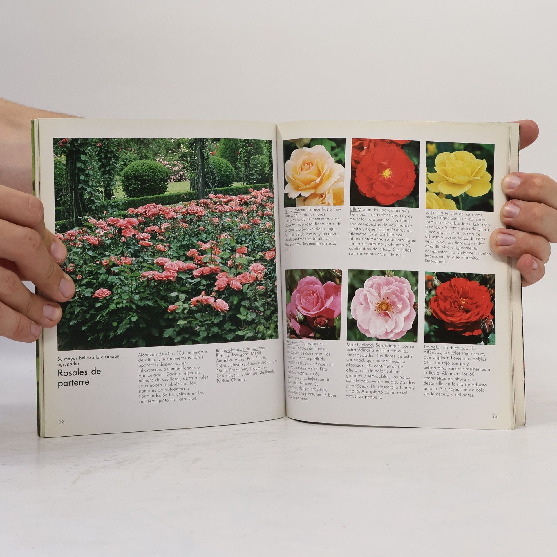 Halina Heitz Hogar, verde hogar: Rosas