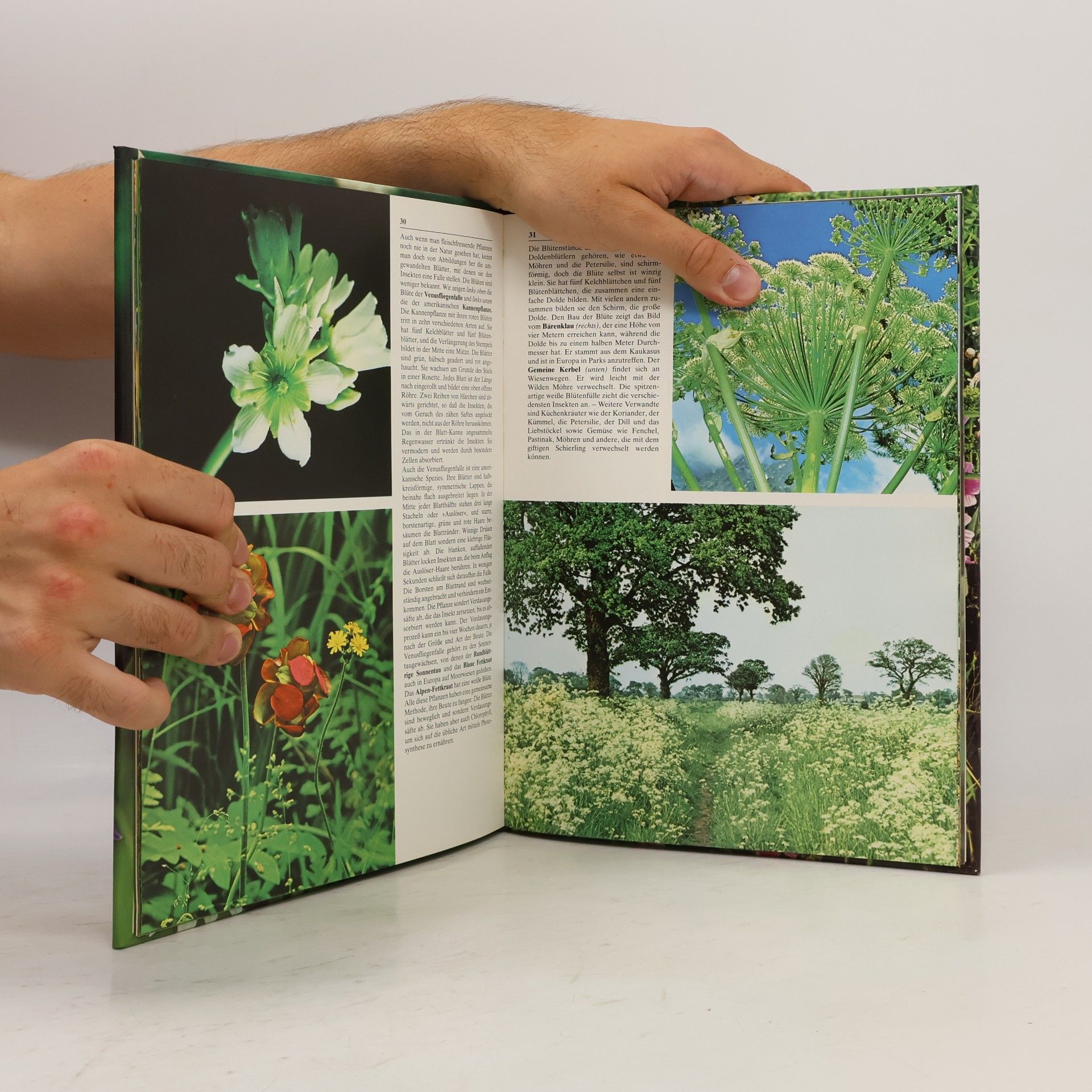 Jacqueline Seymour Wildblumen