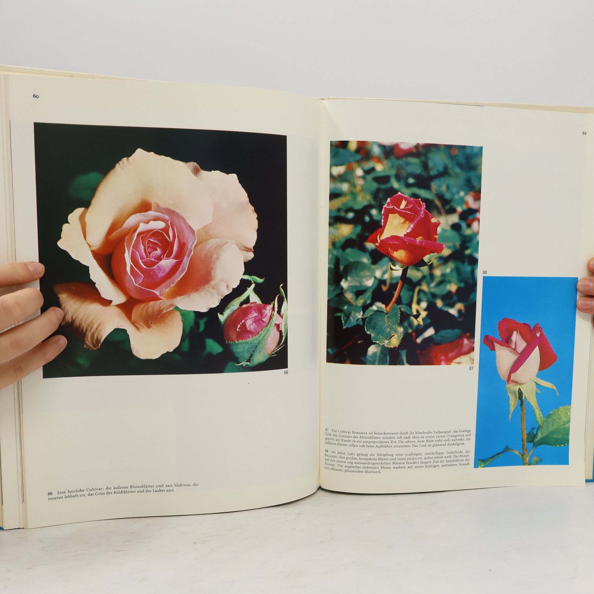 Claudia Binelli Rosen