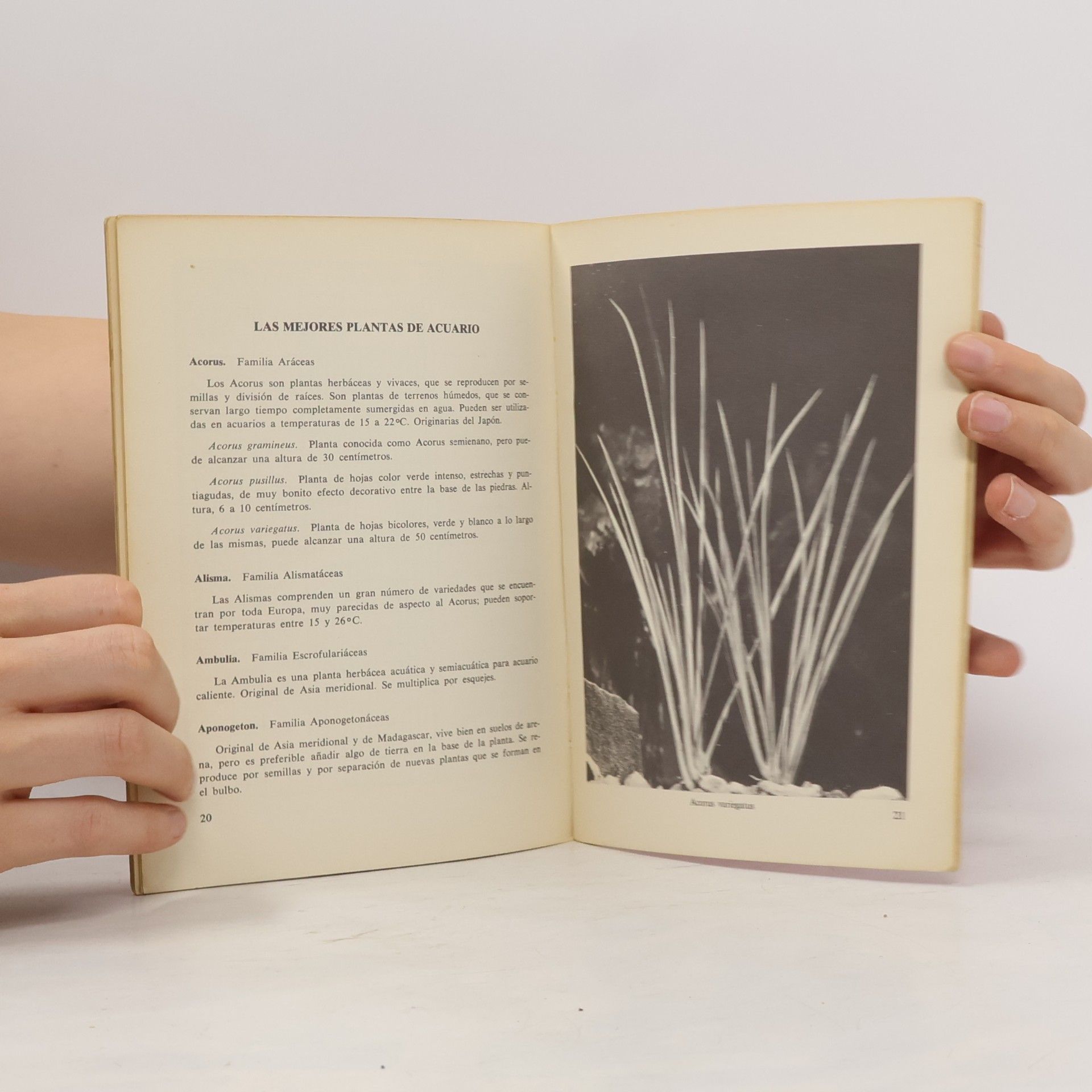 Autorenkollektiv Plantas de acuario