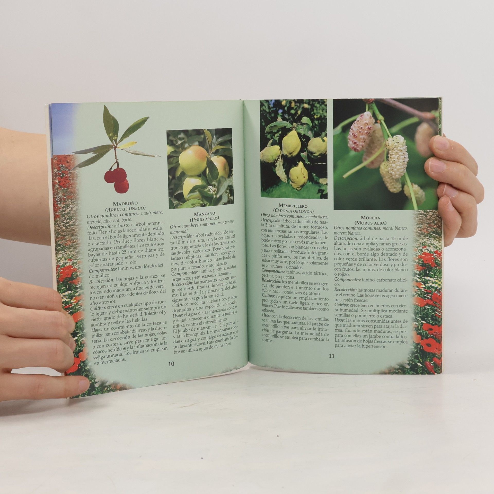 Autorenkollektiv Plantas medicinales en tu jardín