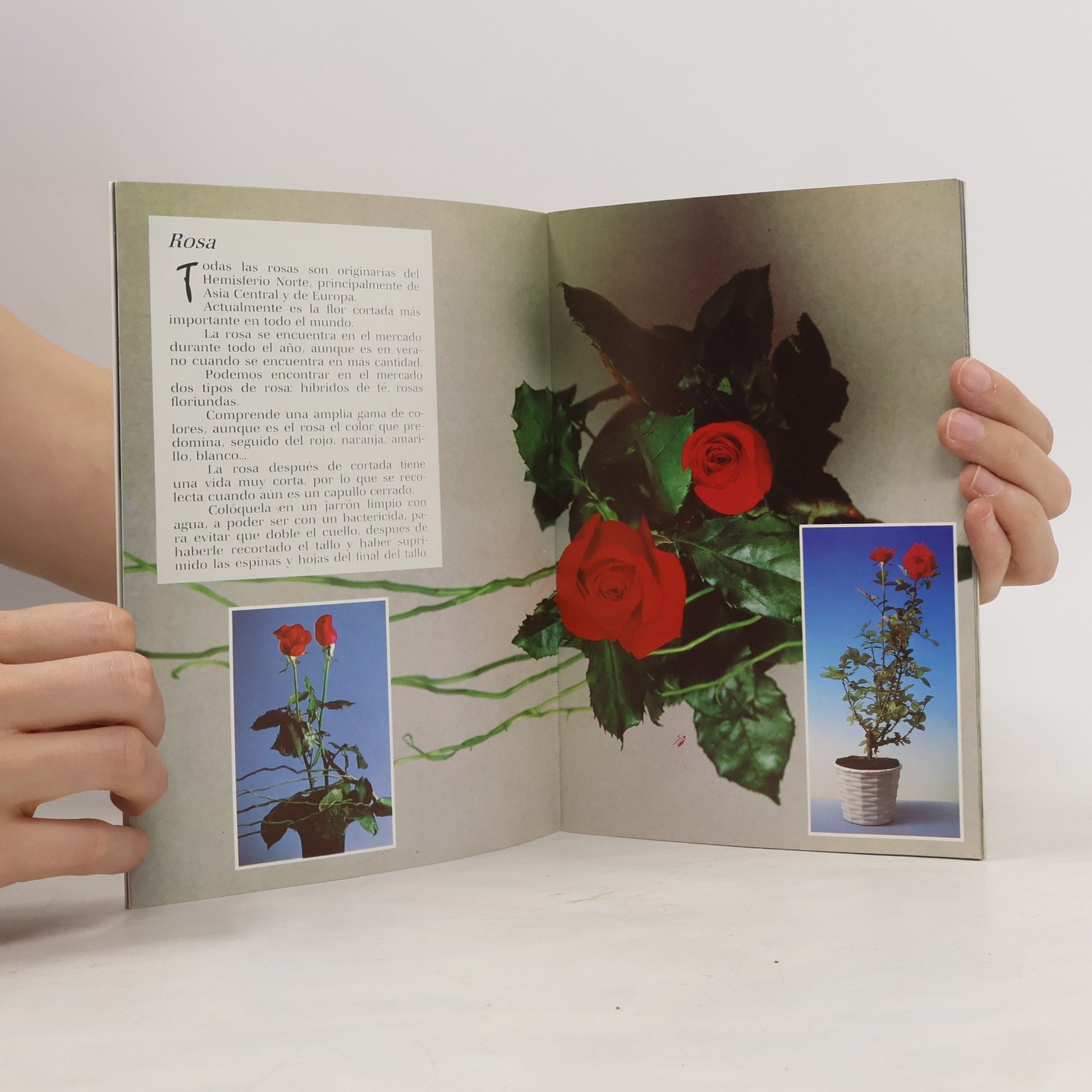 Autorenkollektiv Nuestras flores y plantas
