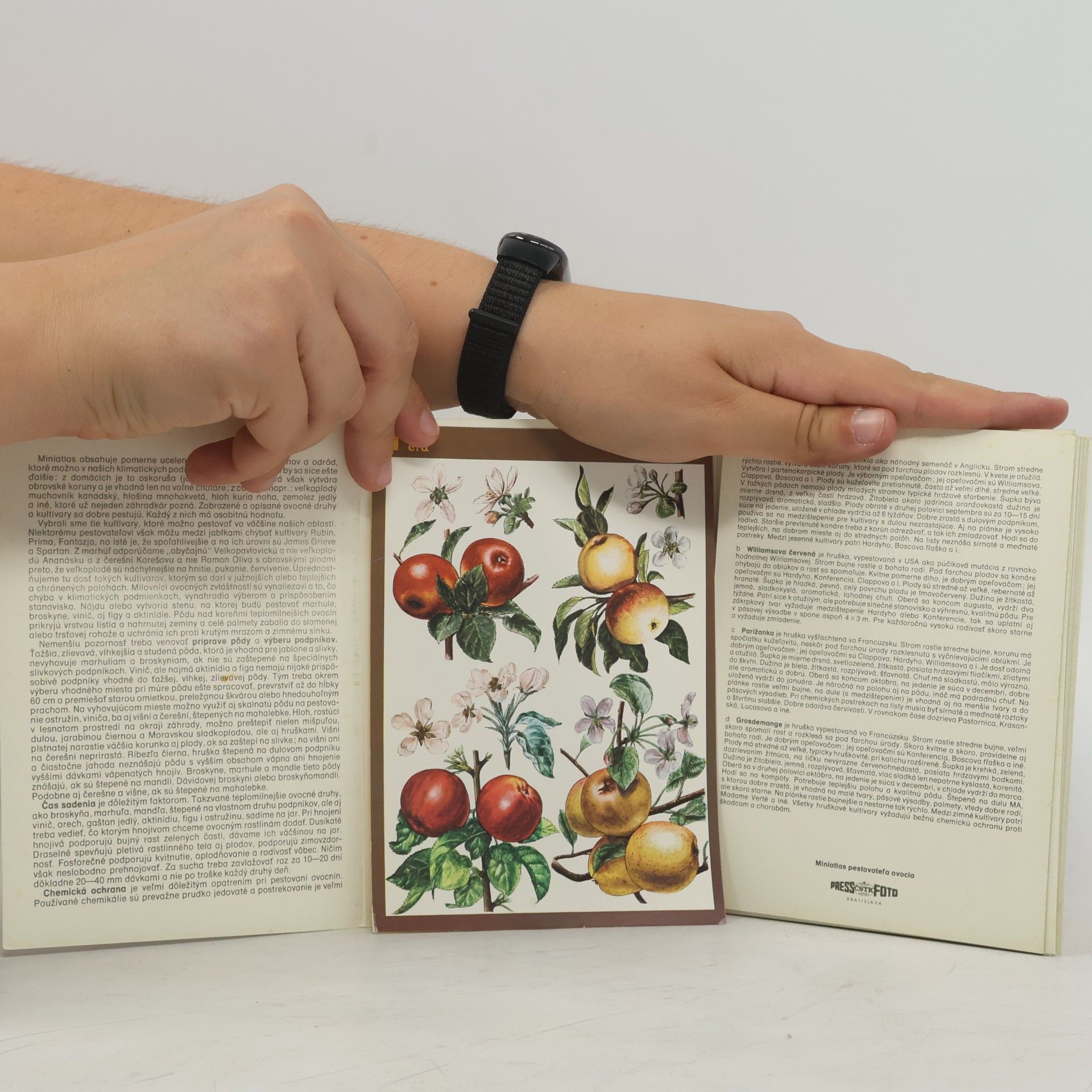 Autorenkollektiv Miniatlas pestovateľa ovocia