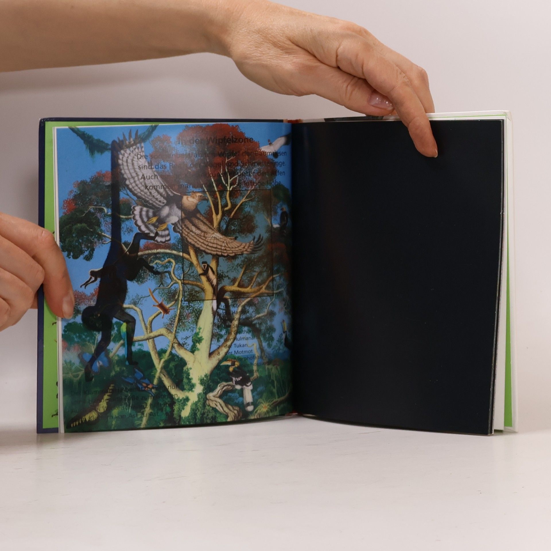 Various authors Licht an! Leben im Dschungel