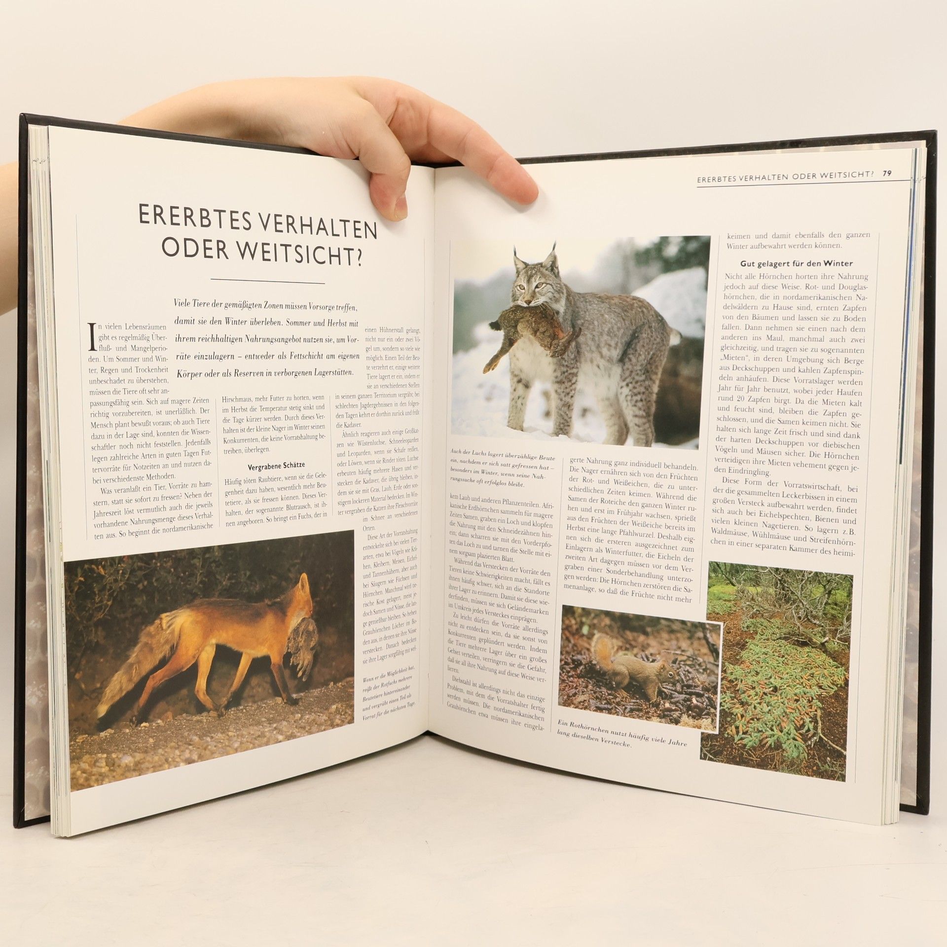 Various authors Intelligenz im Tierreich