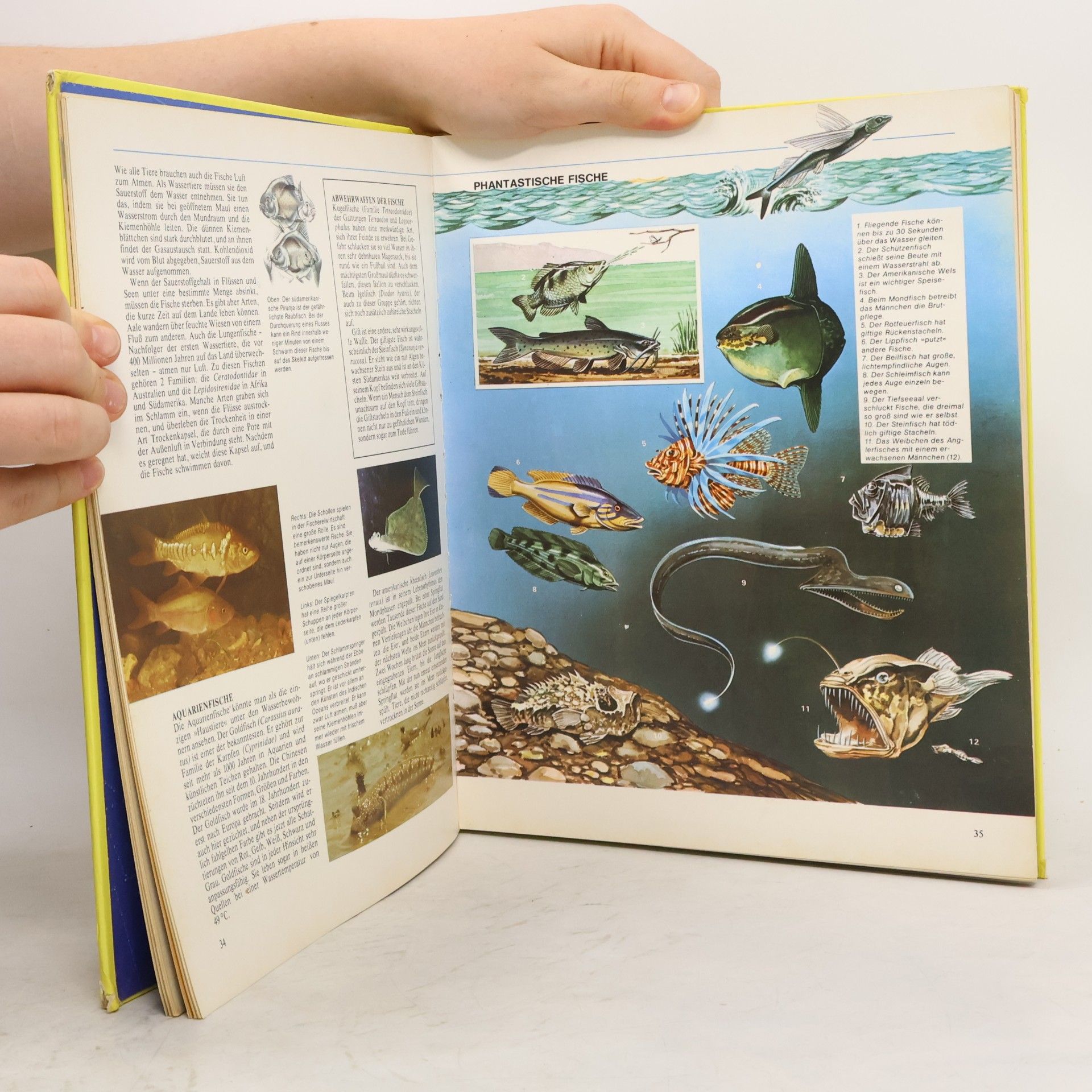 Das große Delphin-Buch. Tatsachen über Tiere