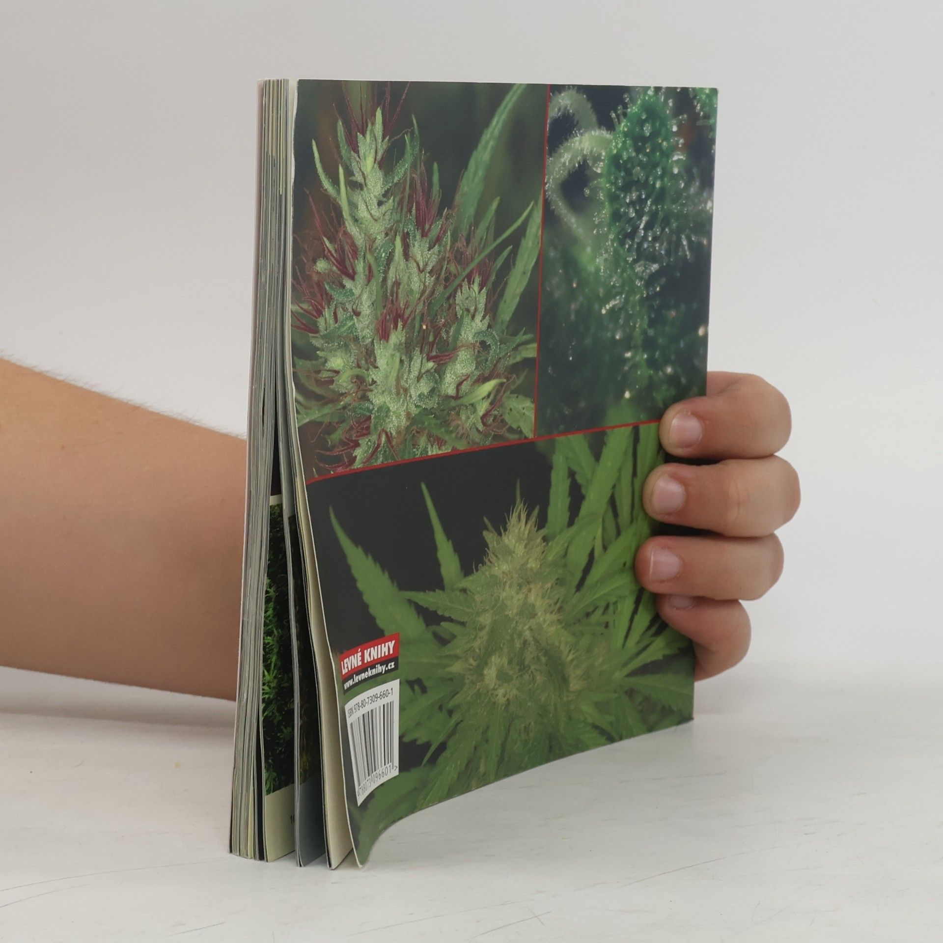 Jason King Cannabible