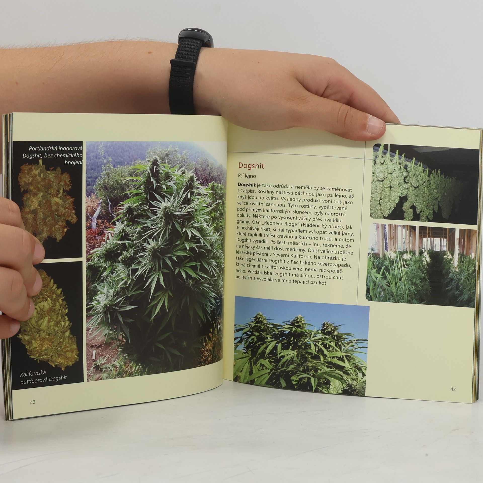 Jason King Cannabible