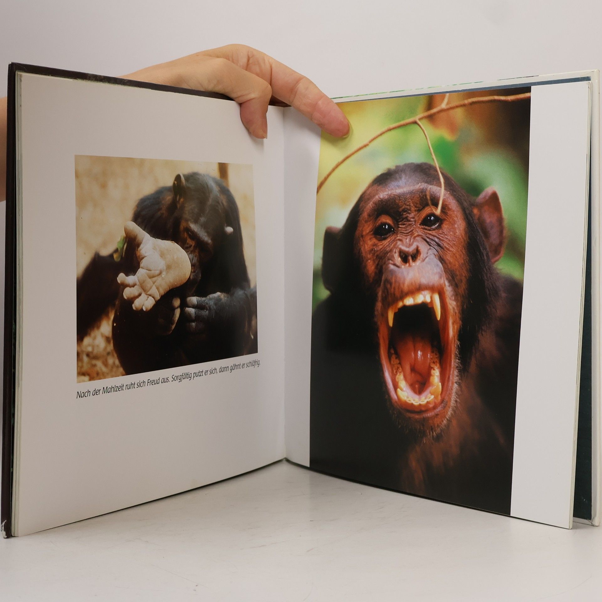 Jane Goodall Das Schimpansen-Kinder-Buch