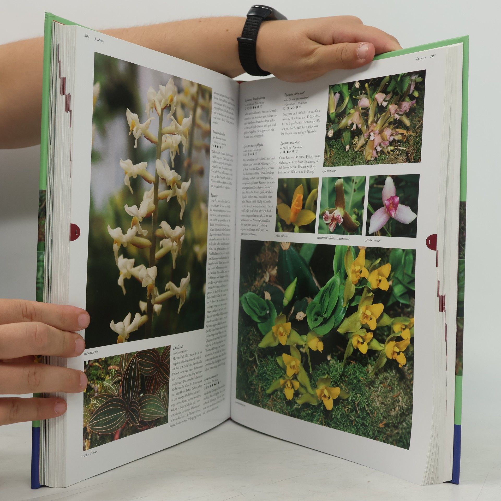 Folko Kullmann Die Kosmos-Enzyklopädie der Orchideen