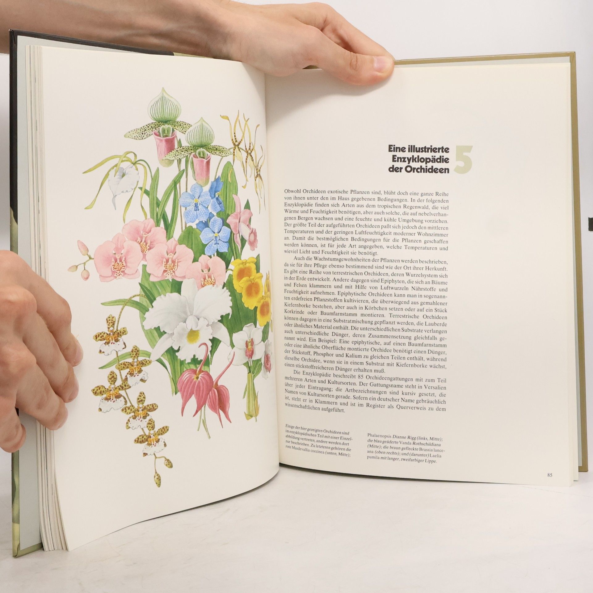 Alice Skelsey Orchideen
